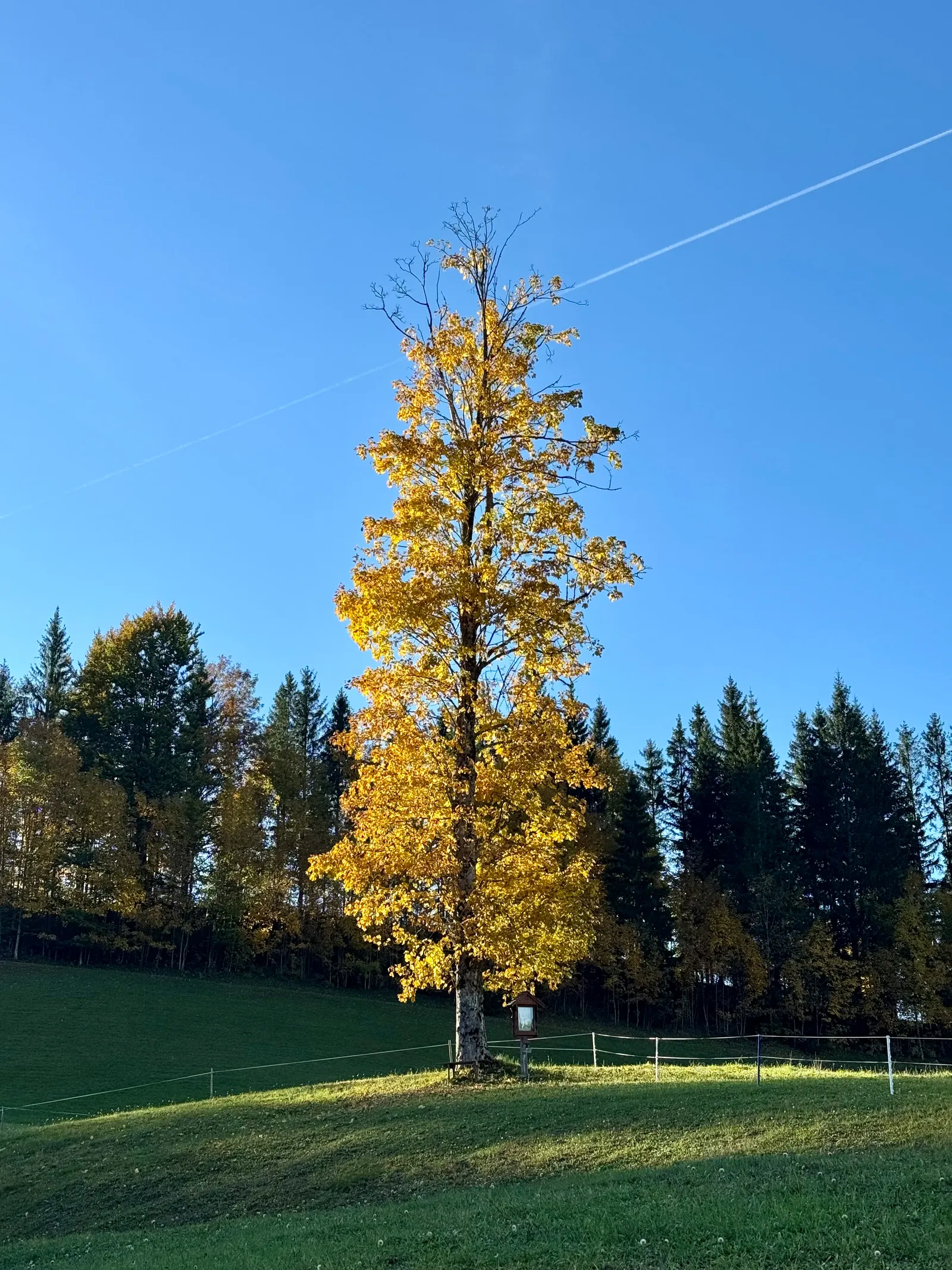 Einzelner Laubbaum mit goldgelbem Herbstlaub auf einer Weide vor Nadelwald.