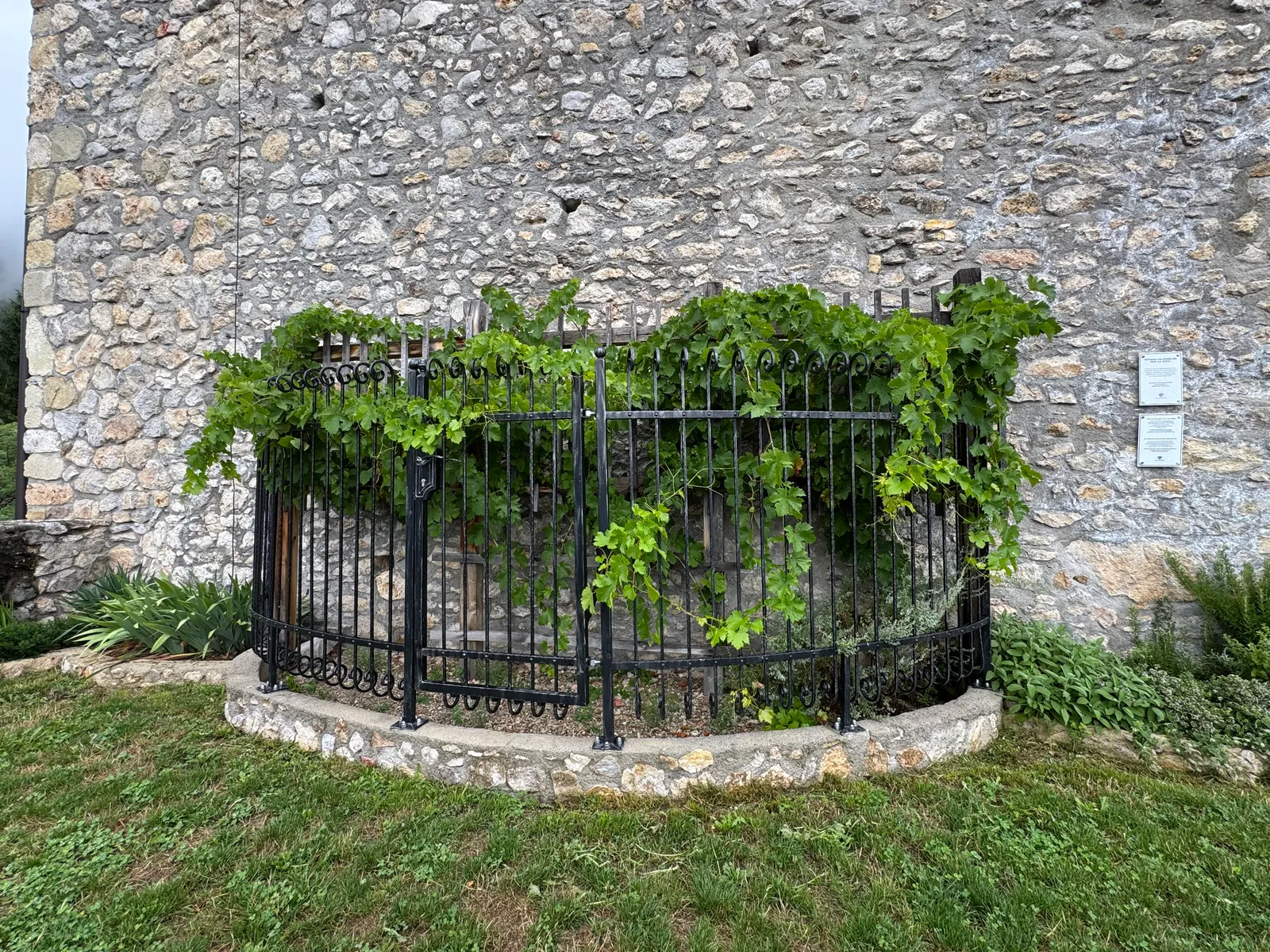 Eine Weinrebe hinter schmiedeeisernem Zaun an der Burgmauer von Grad Žovnek.