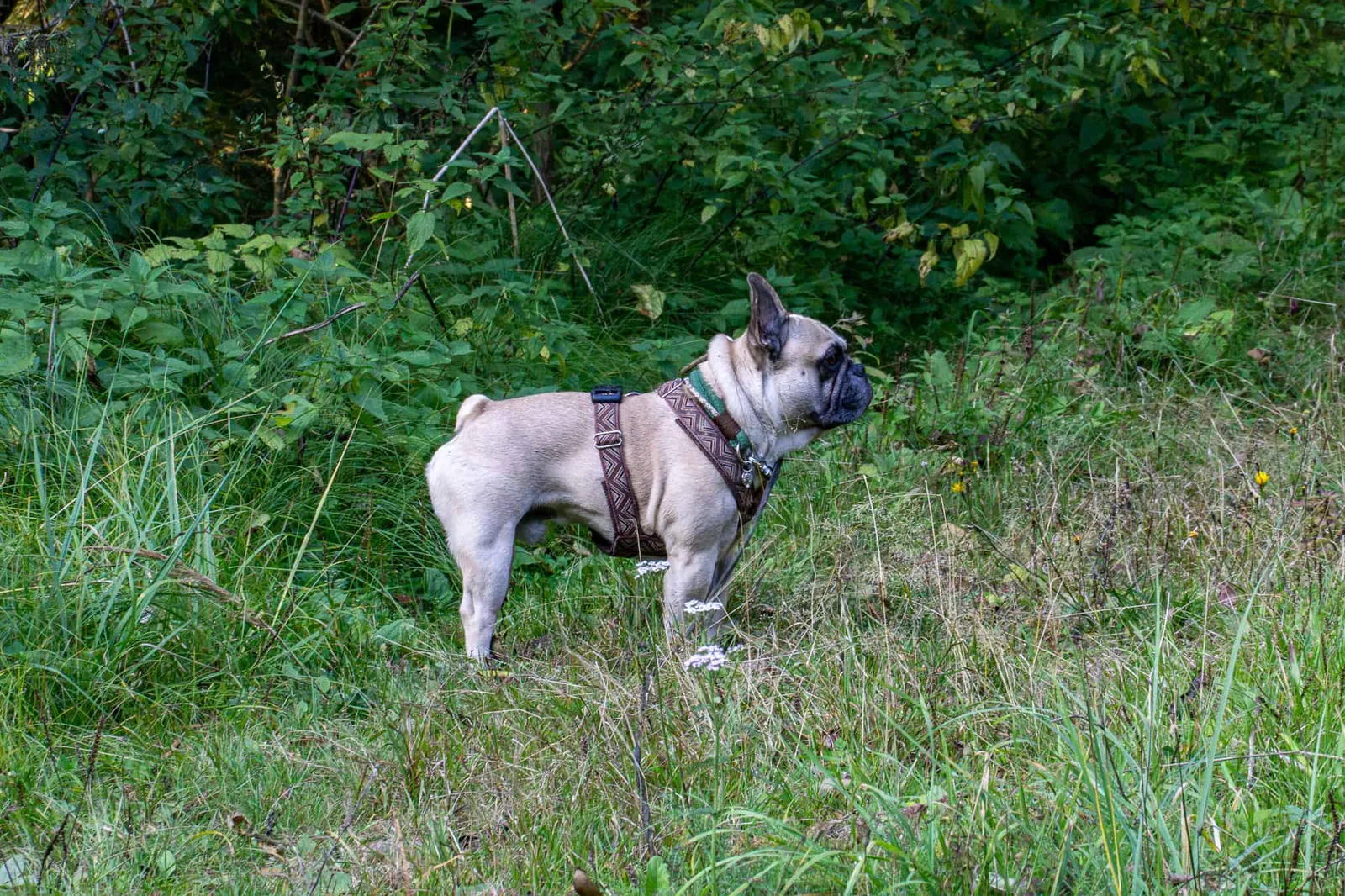 Waldviertel Zwettl Hundereise Riegersbach