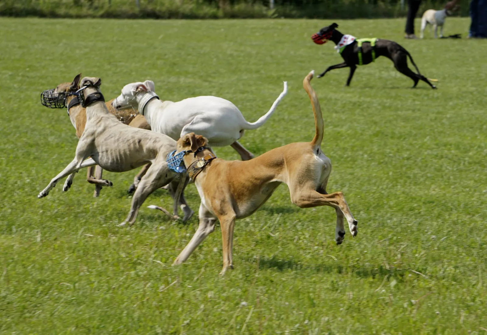 Galgos