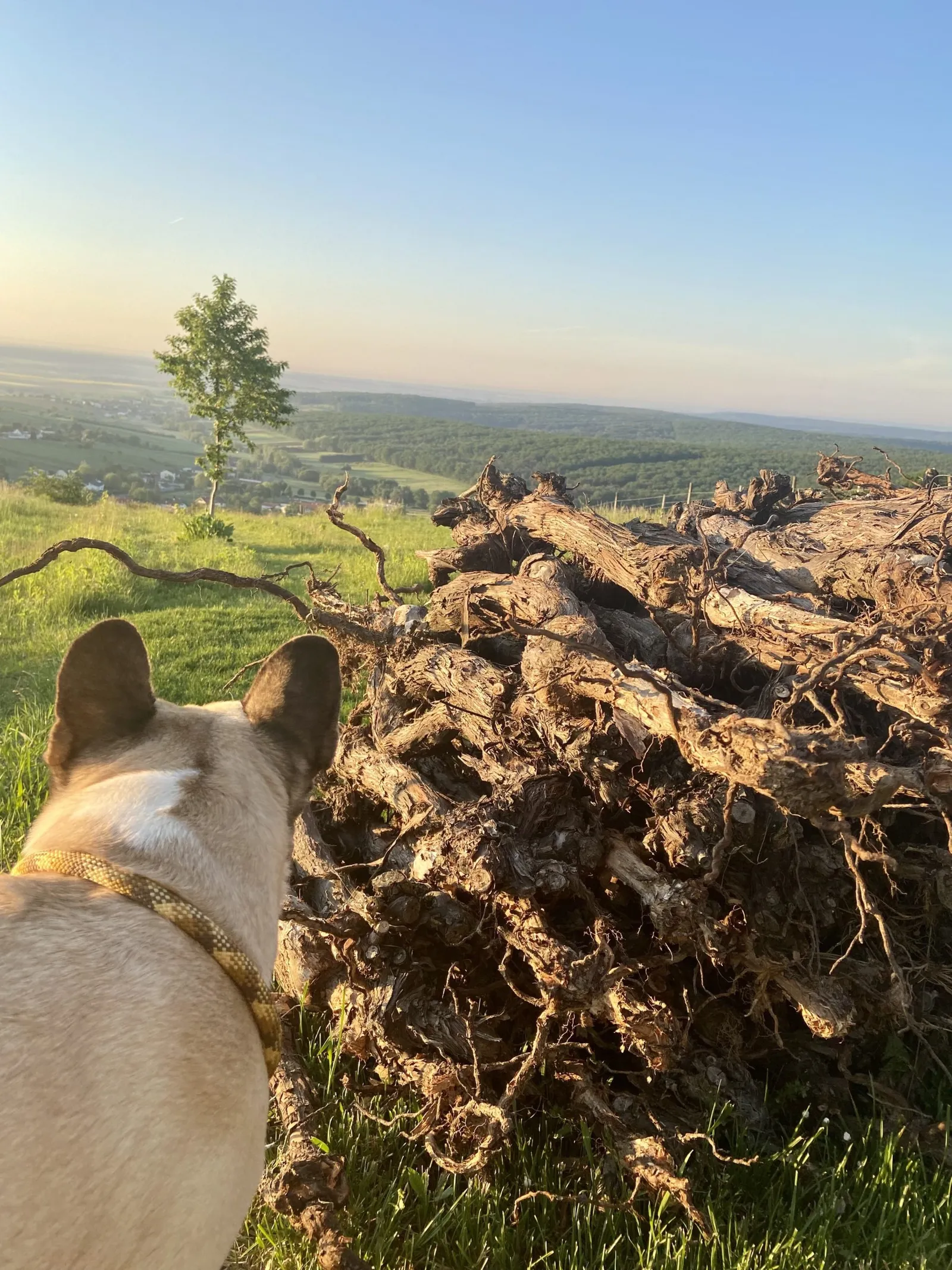 Murphy neben alten Weinreben in der Morgensonne