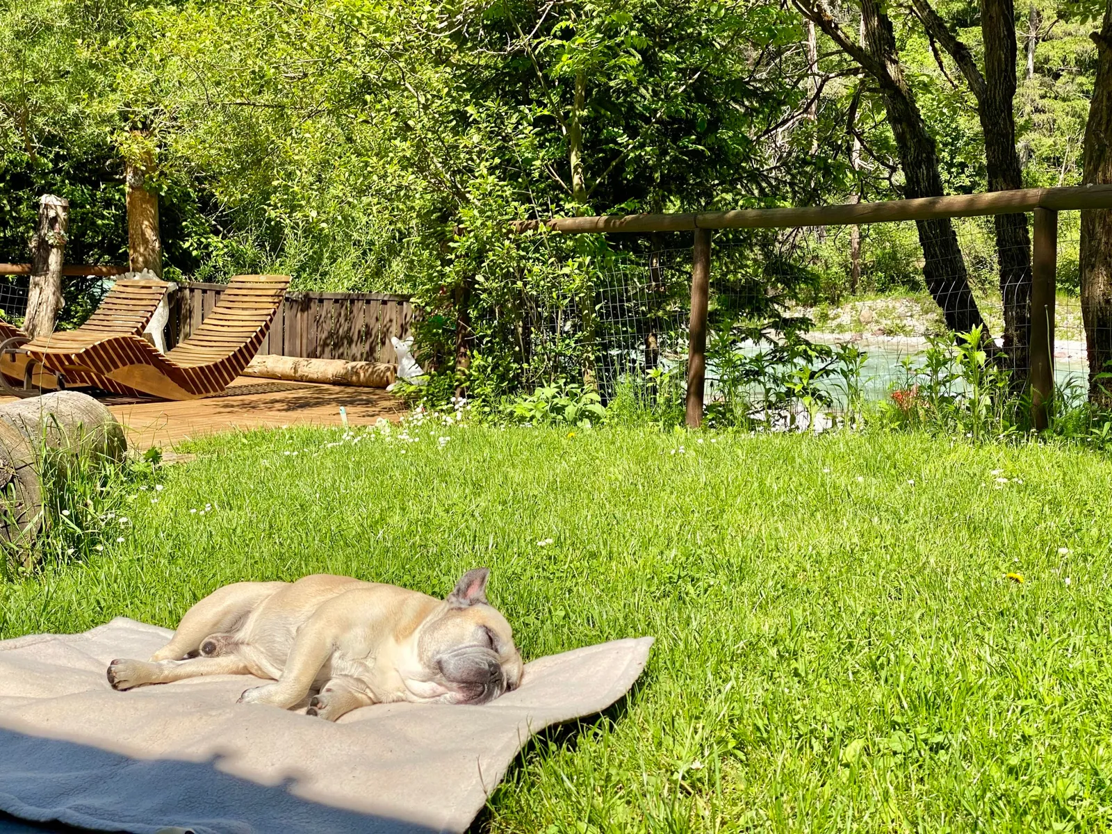Murphy schläft auf einer Decke im Garten, im Hintergrund Liegestühle und Bäume.