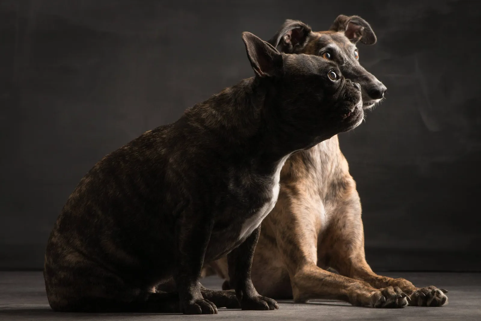 Beste Hundefreunde