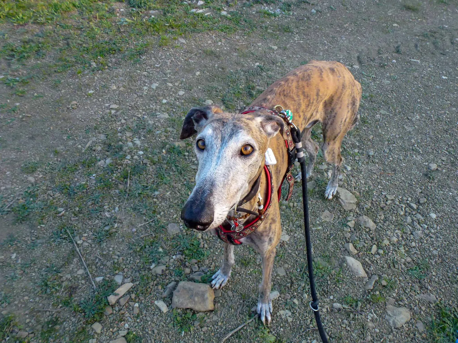 Urlaub mit Hund in Griechenland - über Aussteiger und Wanderungen