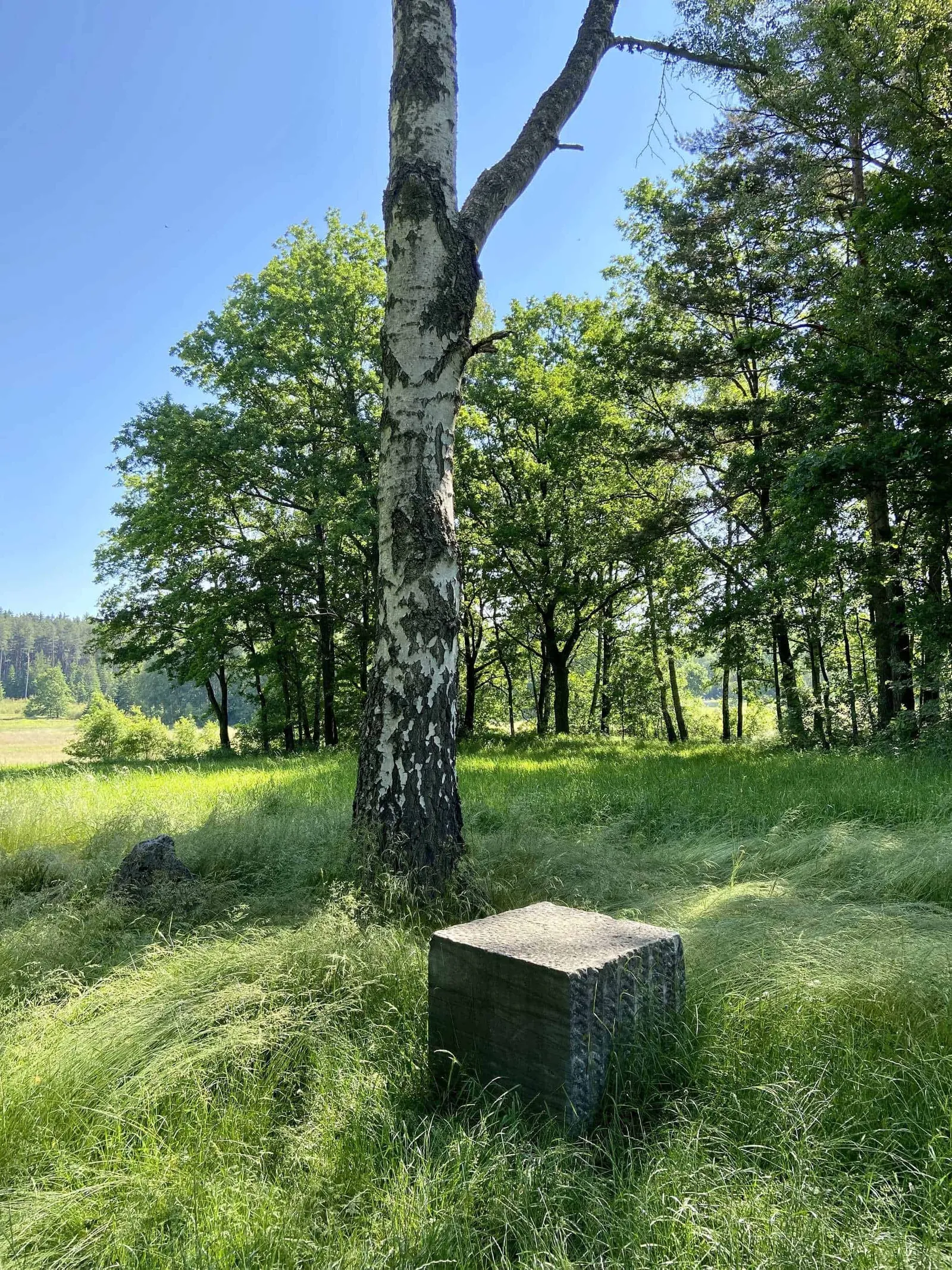 Granitstein vor Birke