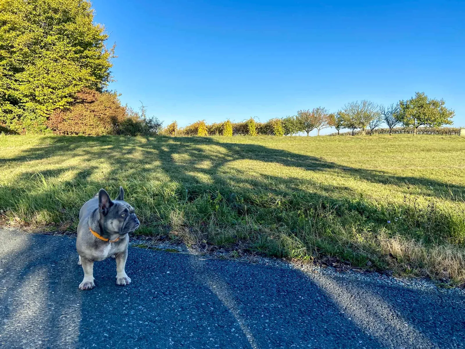Archie vor der Südburgenland Landschaft