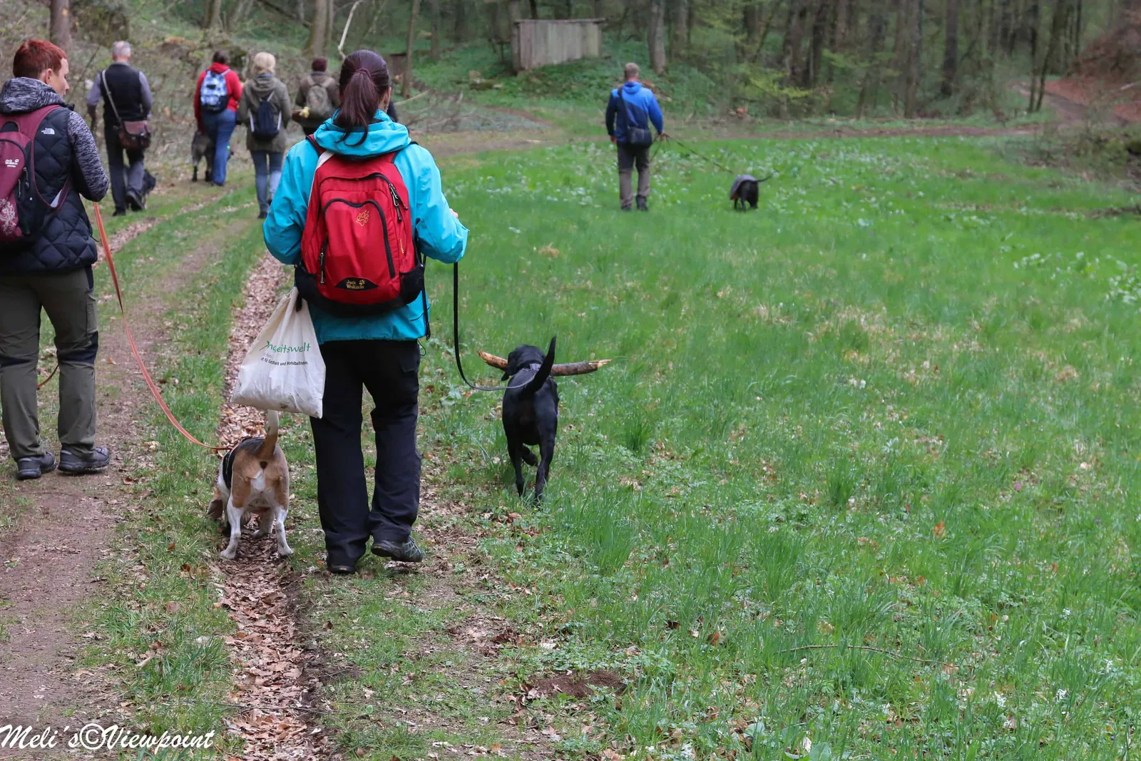 Kräuterwanderung mit Hund in Wöllersdorf-Steinabrückl