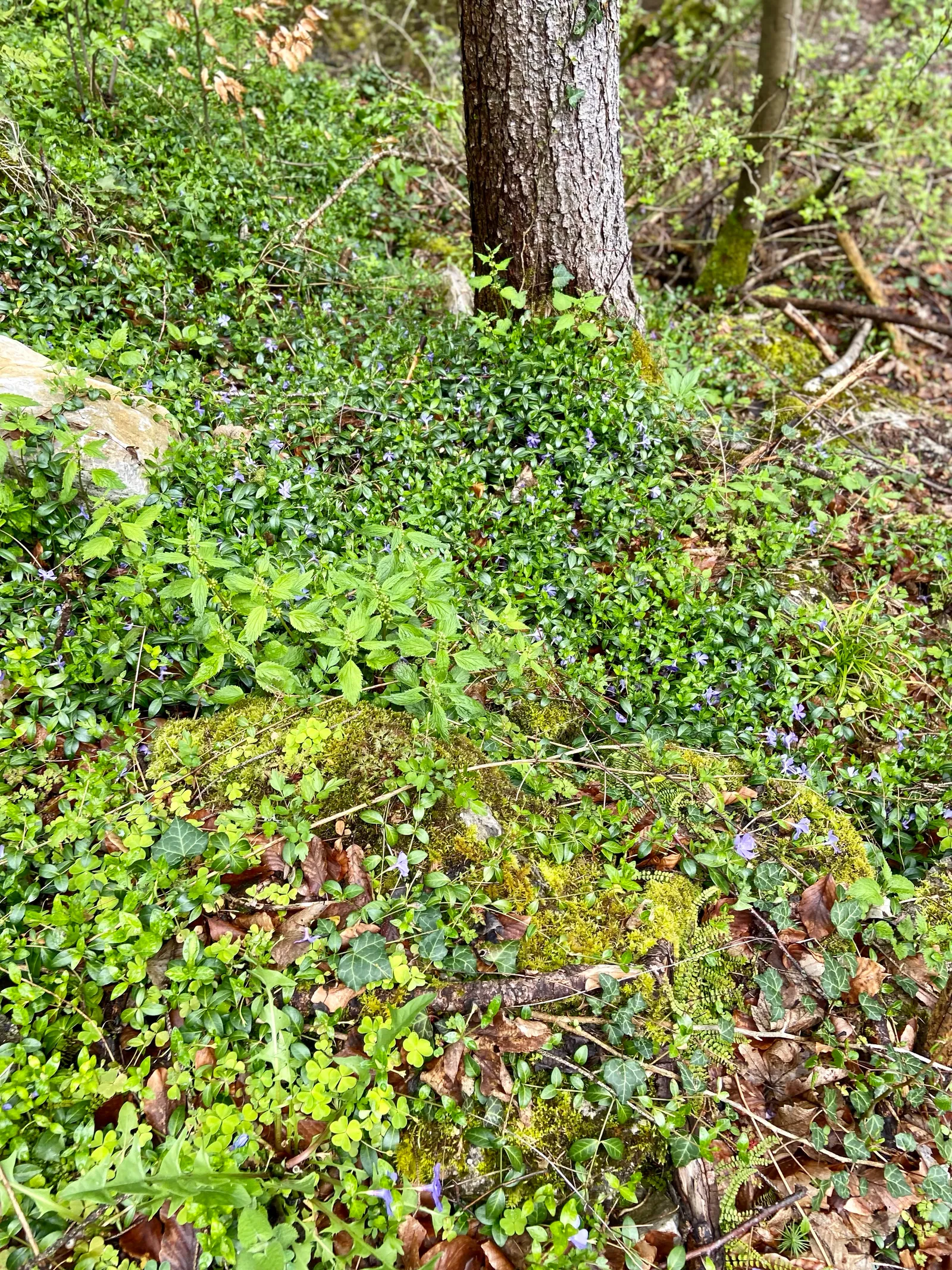 Myrafälle mit Hund, Ausflug in NÖ