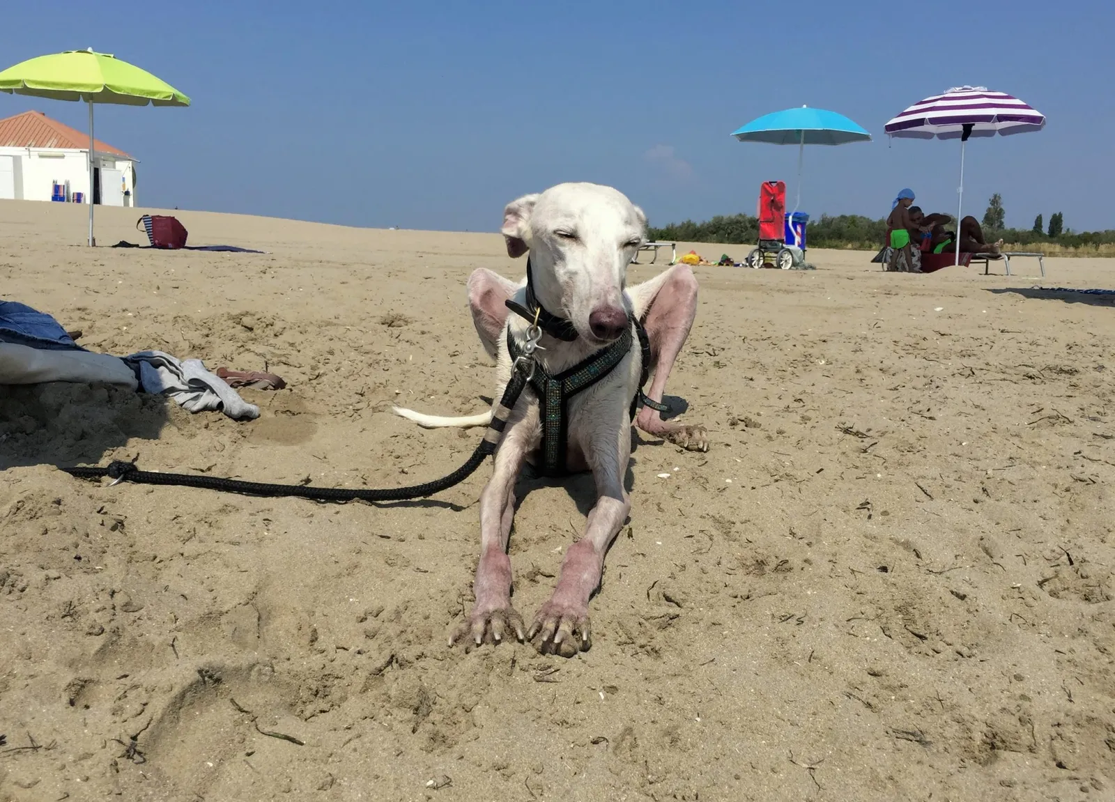 Urlaub mit Hund in Italien - Spanische Galgos in Cavallino-Treporti