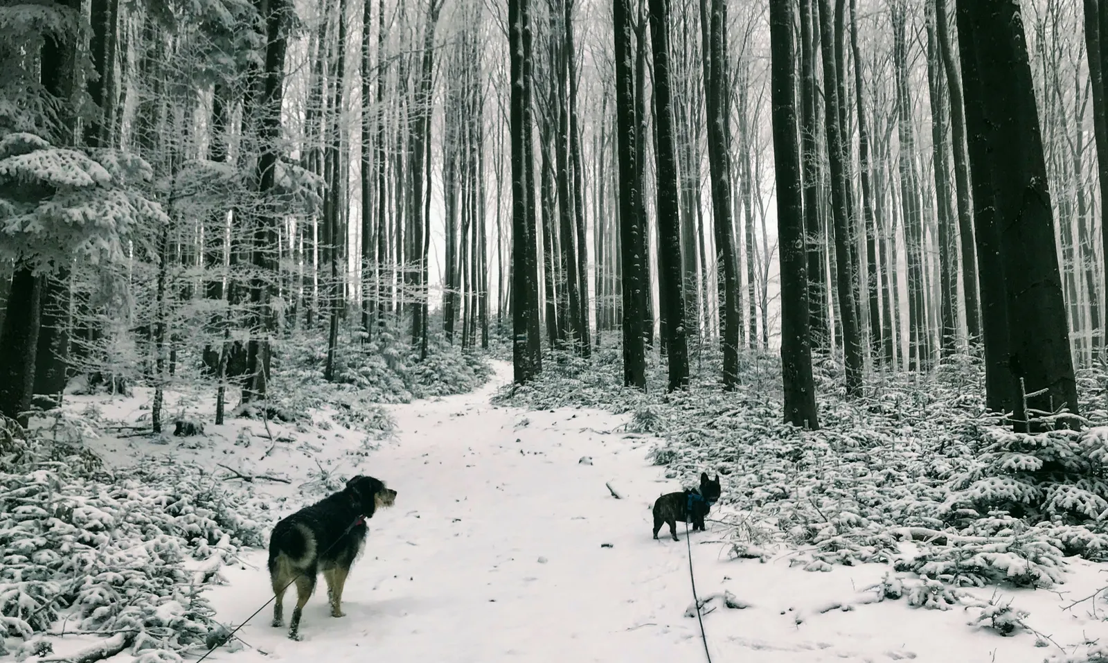Winterwanderung mit Hund - Che und Bono stapfen auf den Schöpfl