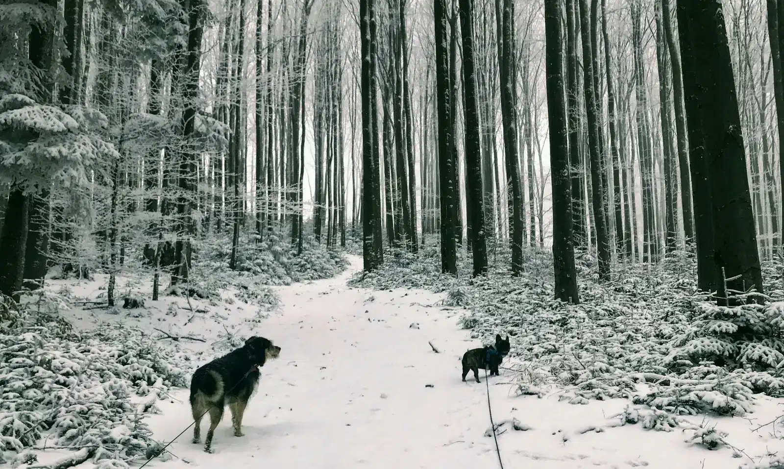 Winterwanderung mit Hund - Che und Bono stapfen auf den Schöpfl