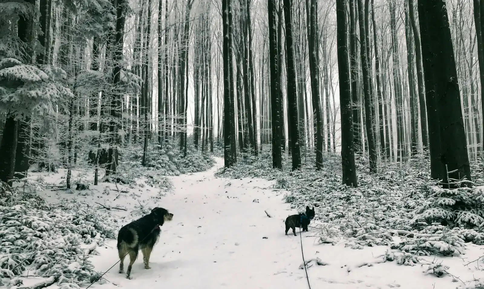 Winterwanderung mit Hund - Che und Bono stapfen auf den Schöpfl