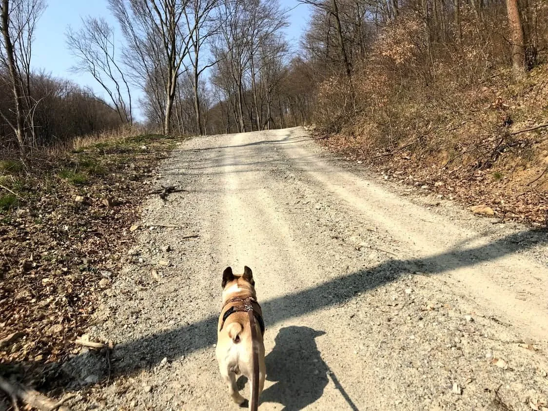 Hundefreundliche Wanderung in Donnerskirchen, Burgenland