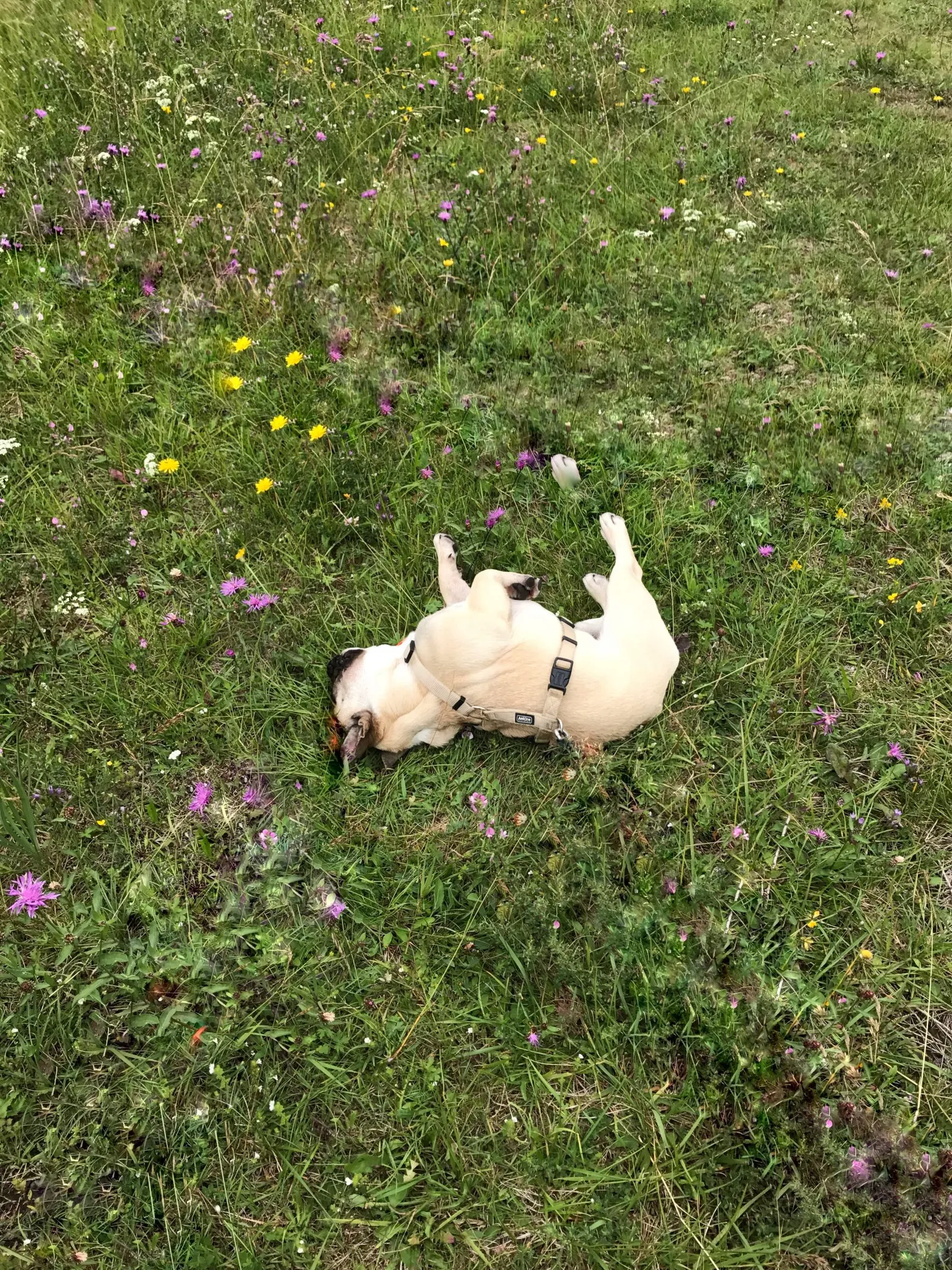 Urlaub mit Hund am Weissensee, Kärnten