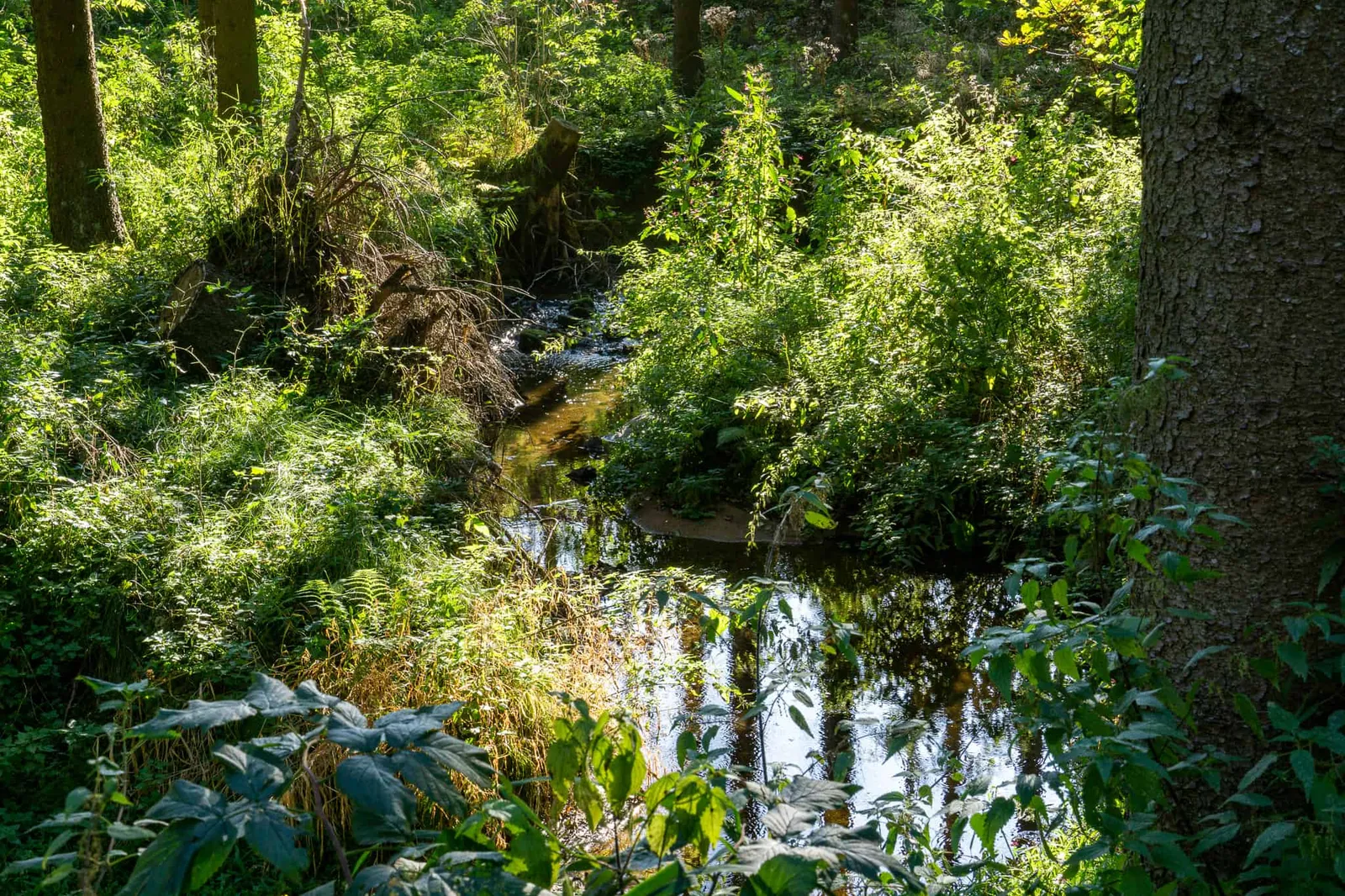 Waldviertel Zwettl Hundereise Riegersbach