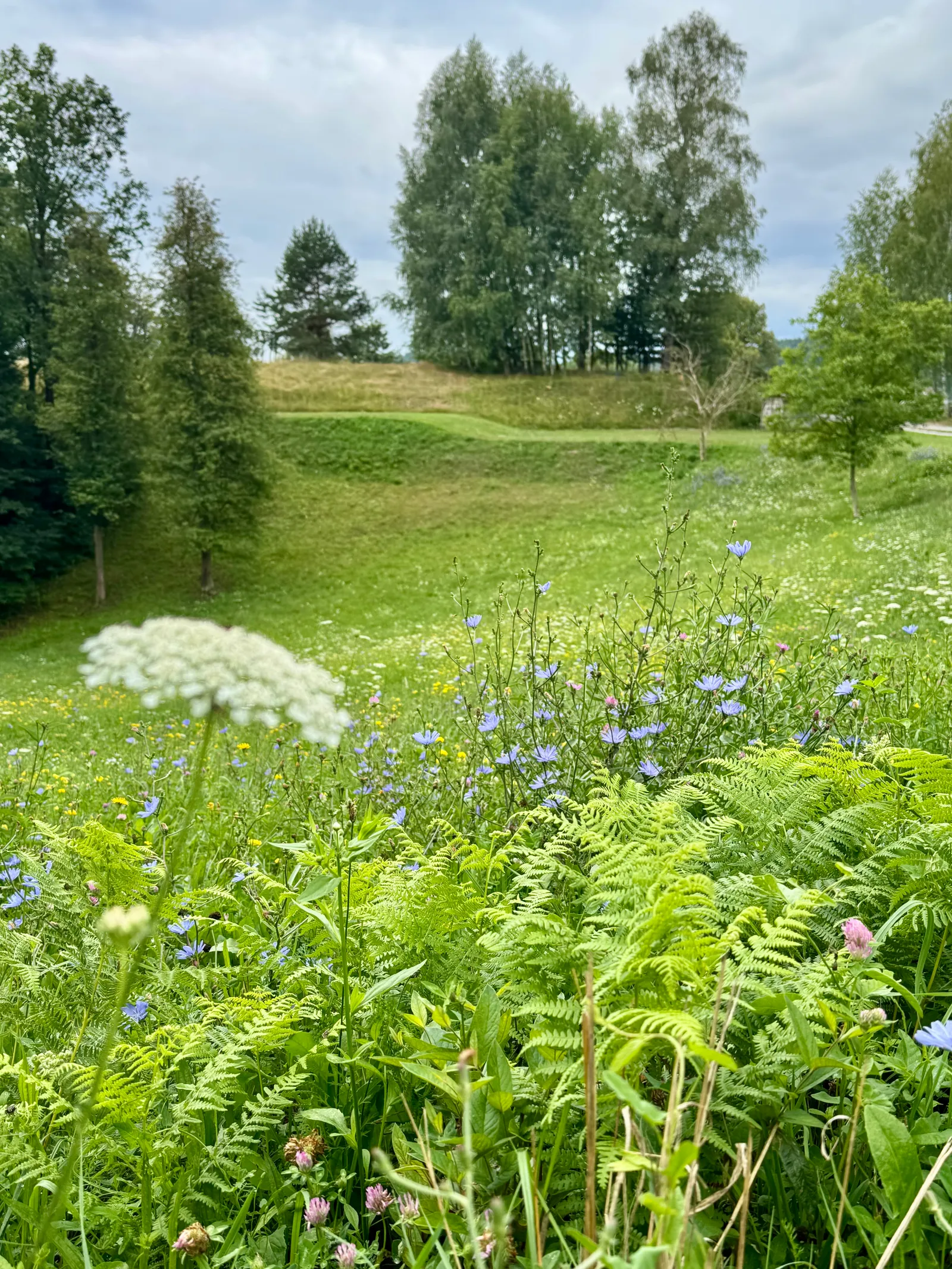 Eine Blumenwiese mit Farnen und bunten Wildblumen, im Hintergrund grüne Hügel und Bäume.