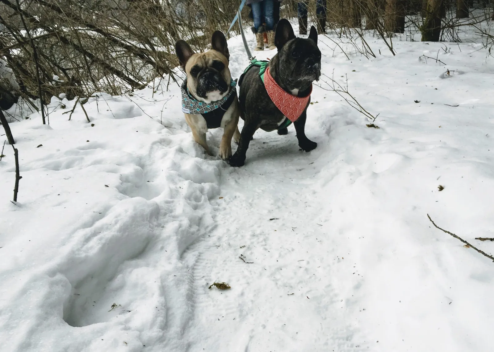 Hundeurlaub Steiermark