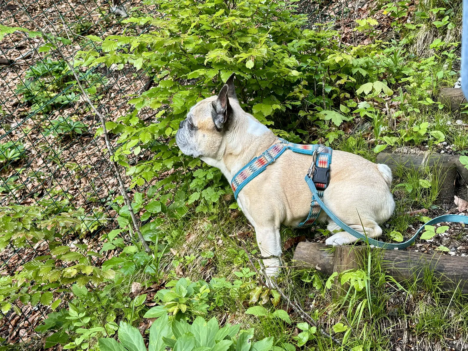 Murphy schaut aufmerksam in das Unterholz am Bärentrail in Tarvisio.