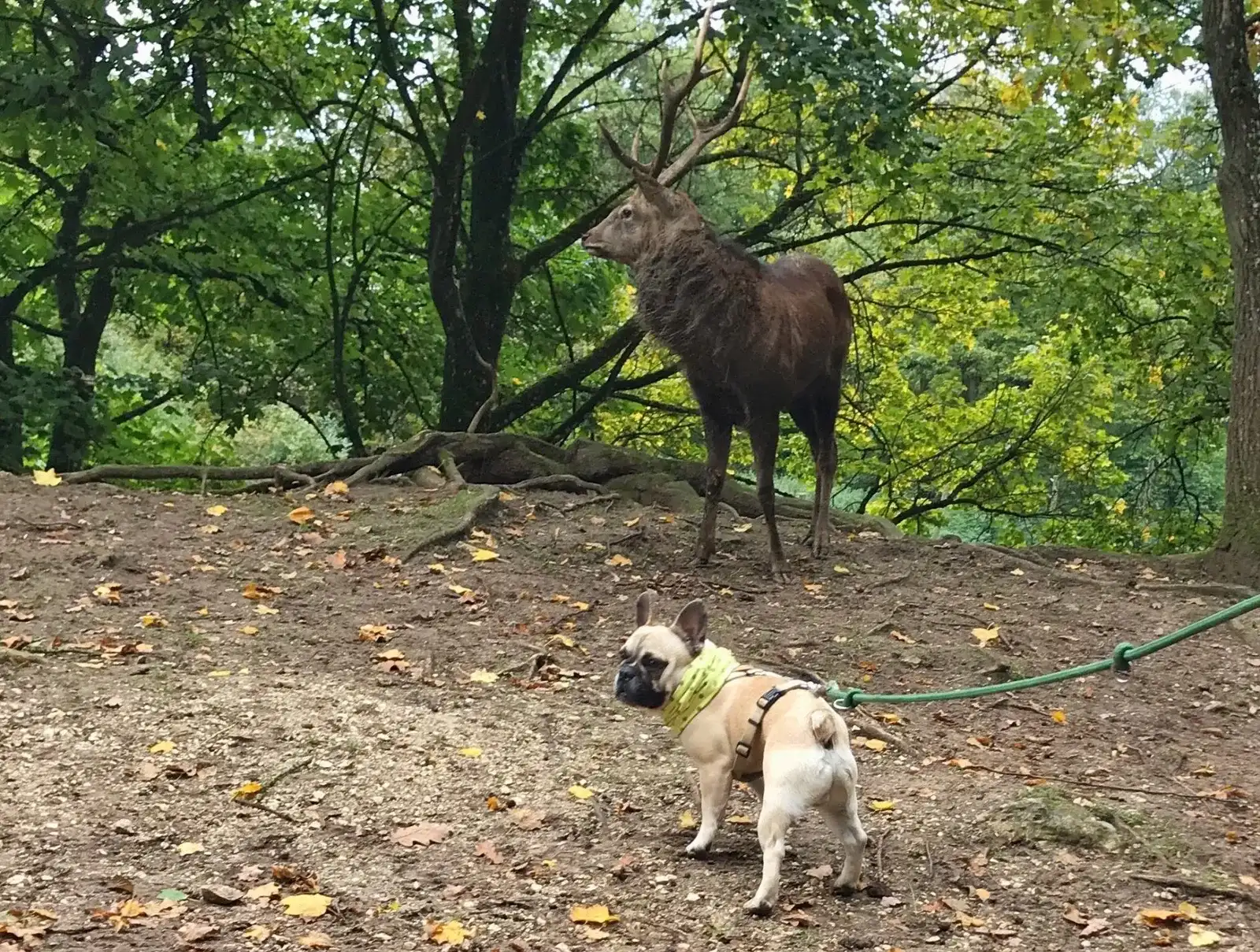 Ausflug mit Hund zu den Wölfen im Wildpark Ernstbrunn, NÖ