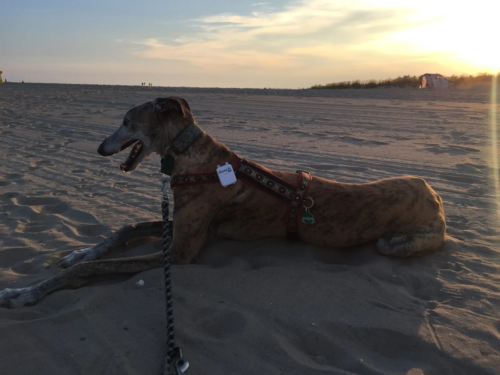 Urlaub mit Hund in Italien - Spanische Galgos in Cavallino-Treporti
