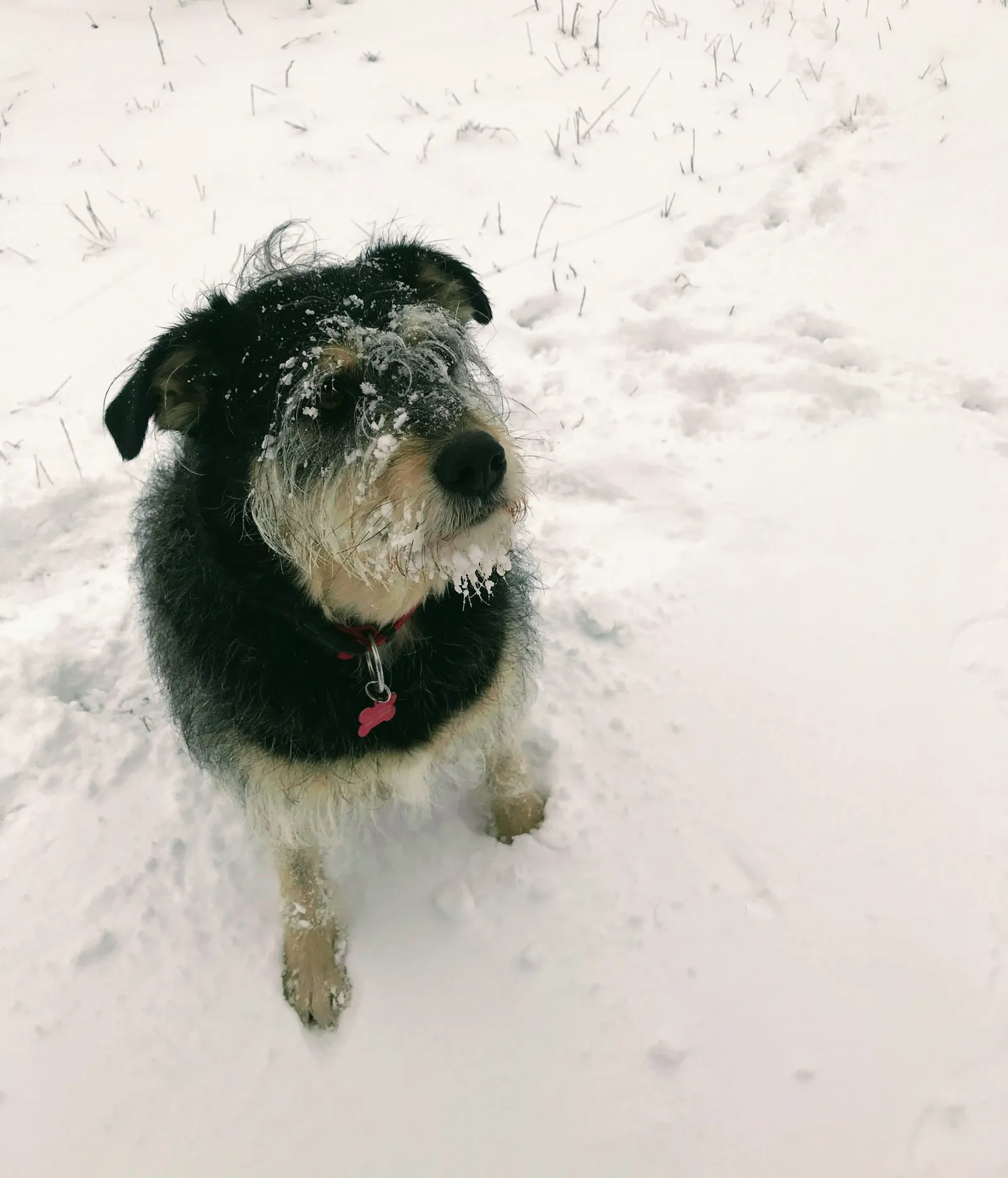 Hundewanderung
