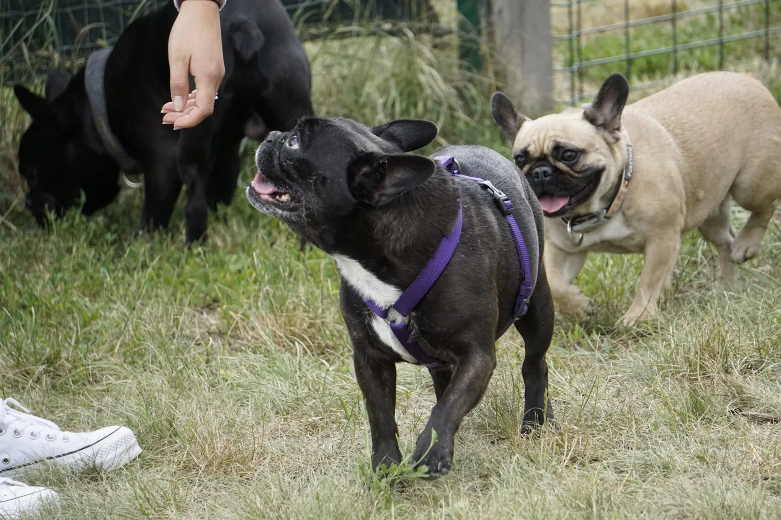 French Bulldog