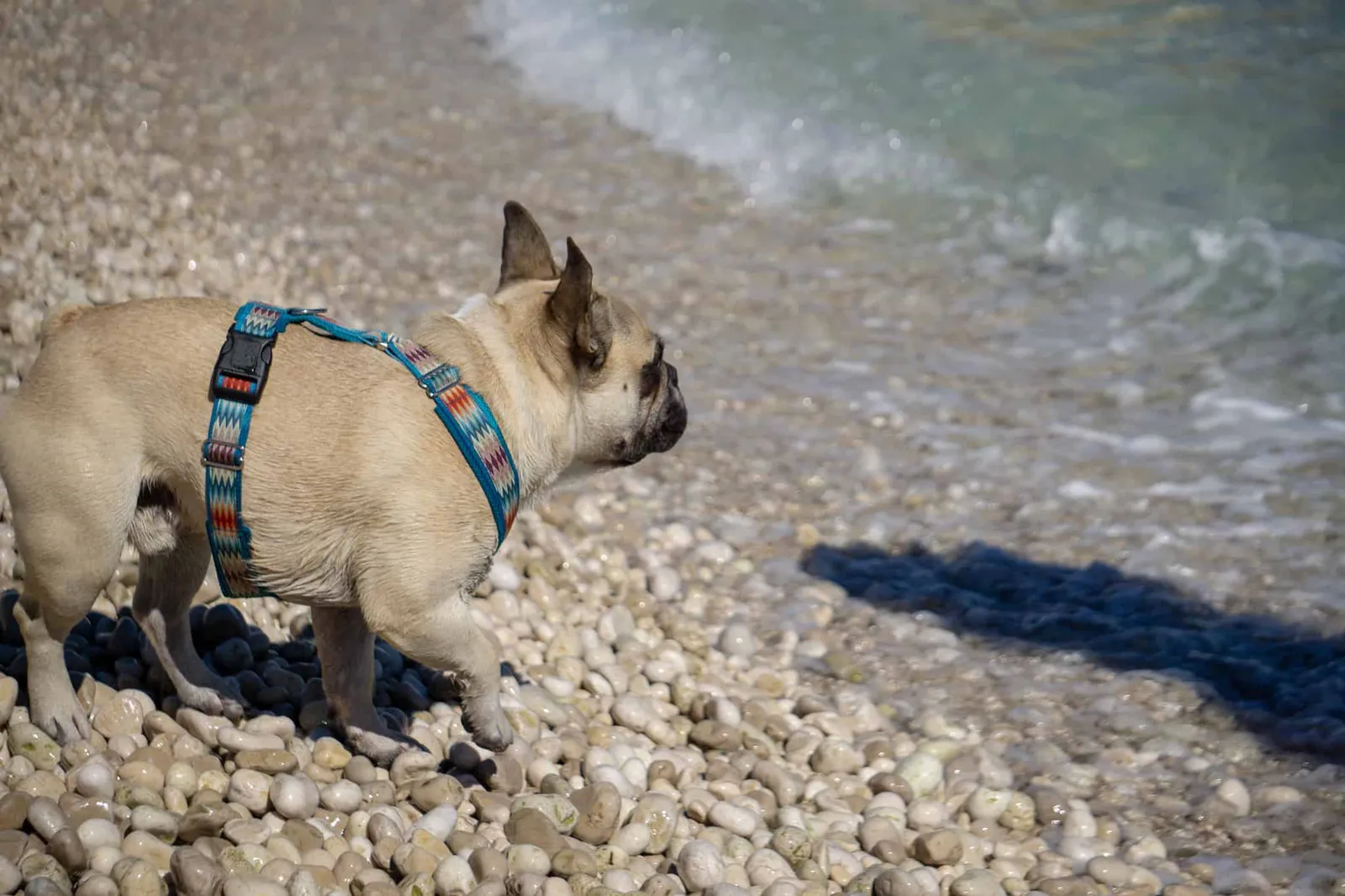 Urlaub Hund Kroatien Hundereise Rabac