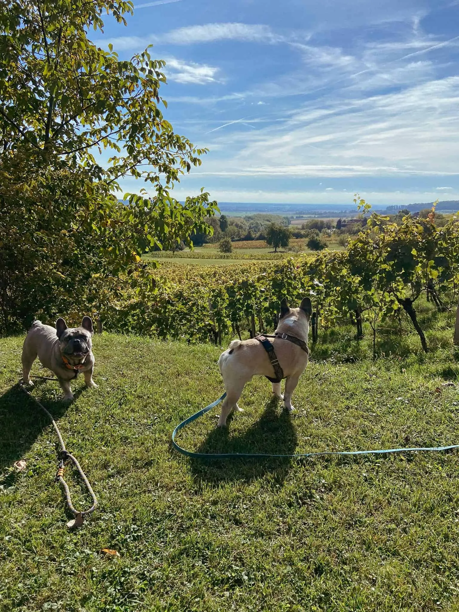 Murphy und Archie mit Blick Richtung Ungarn vom Eisenberg im Südburgenland