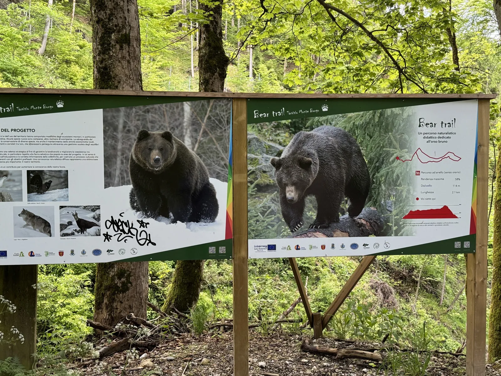 Zwei Infotafeln zum Bear Trail mit Braunbär-Fotos im Wald bei Tarvisio.