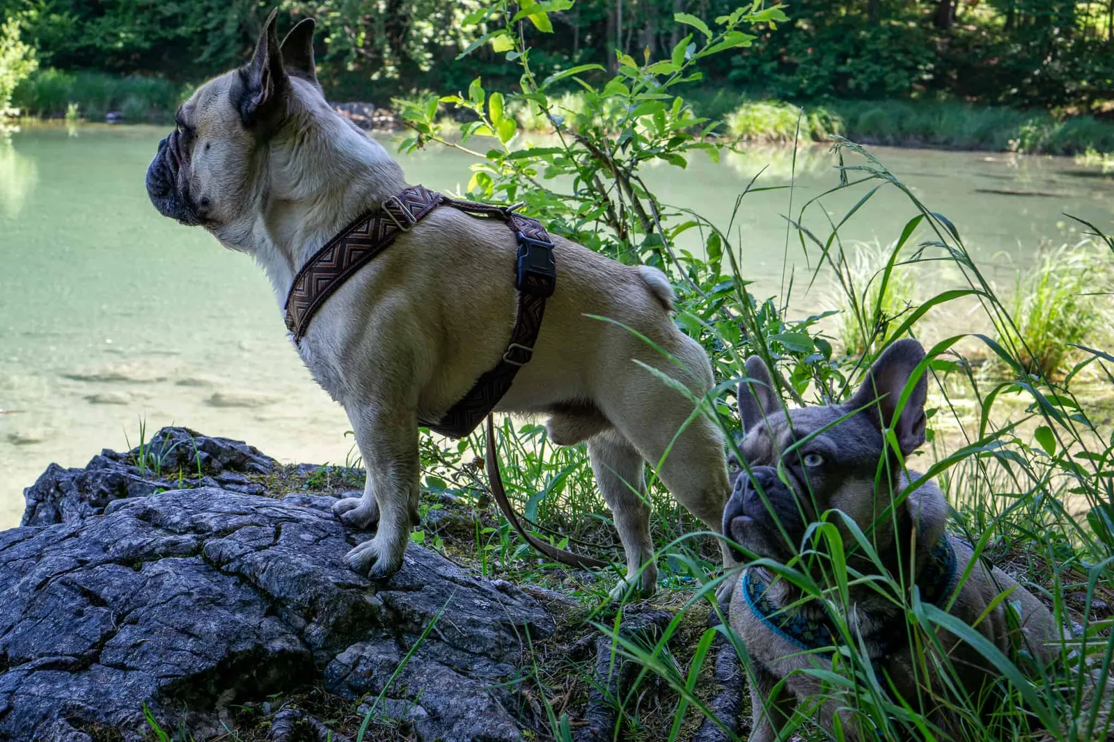 Kleiner Ödsee Hundereise