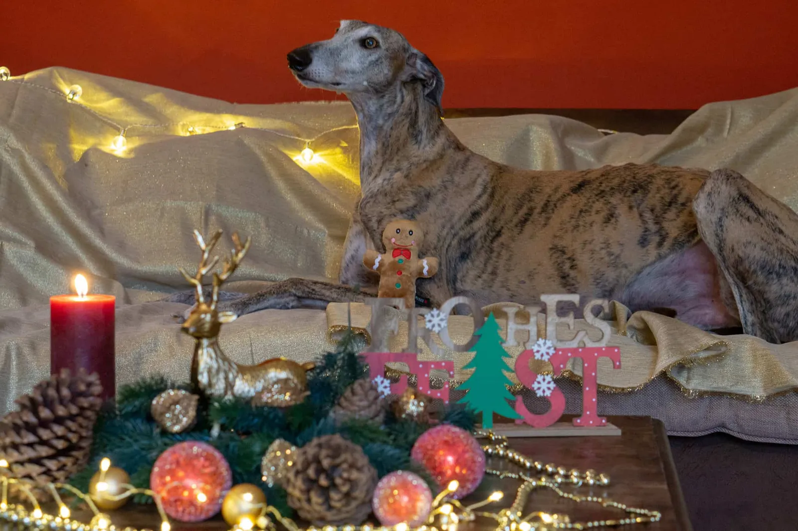 Murphy und die heiligen 3 Galgos - Tiago
