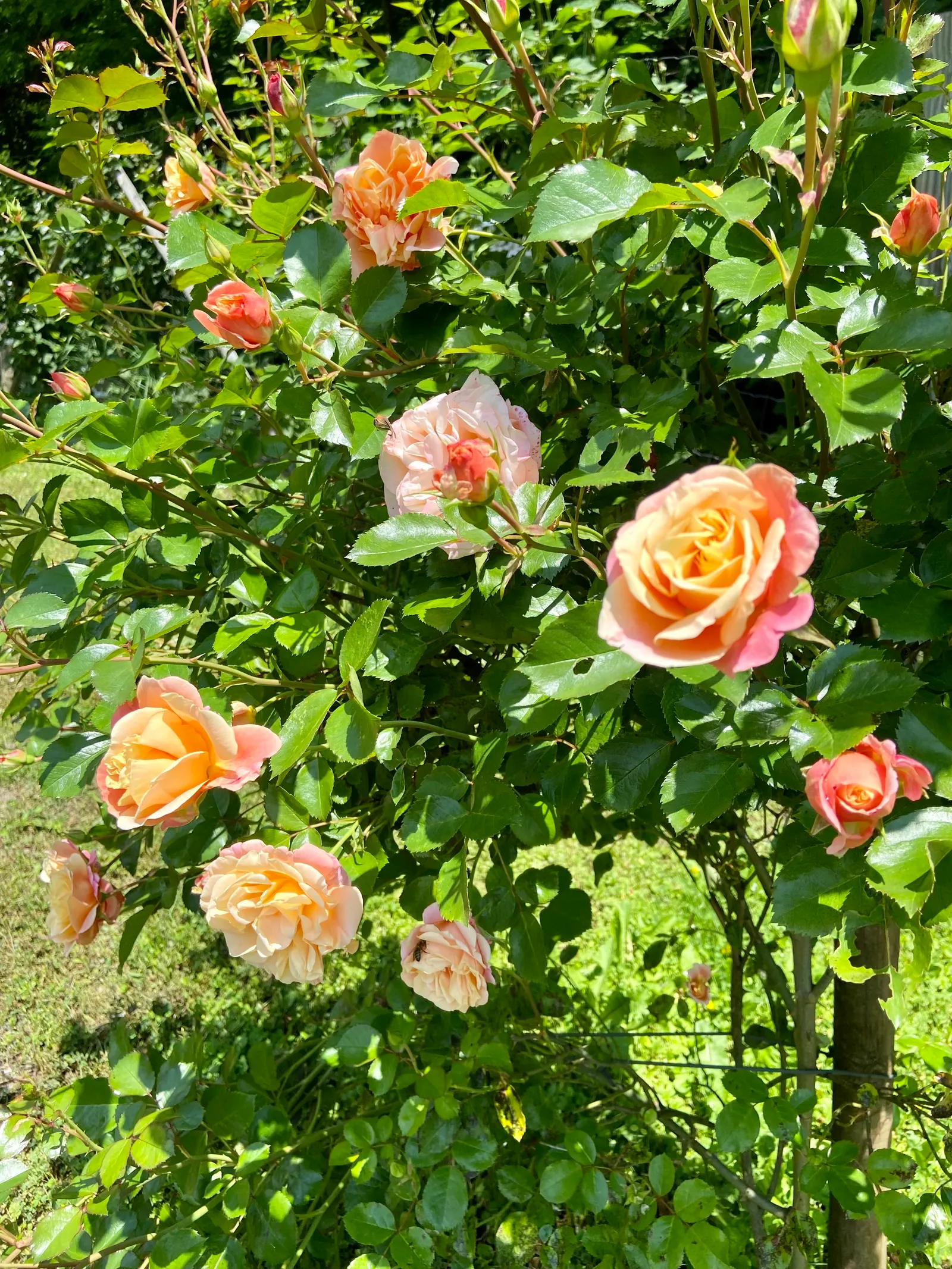 Energie Erlebnispark Zangtal Rosen