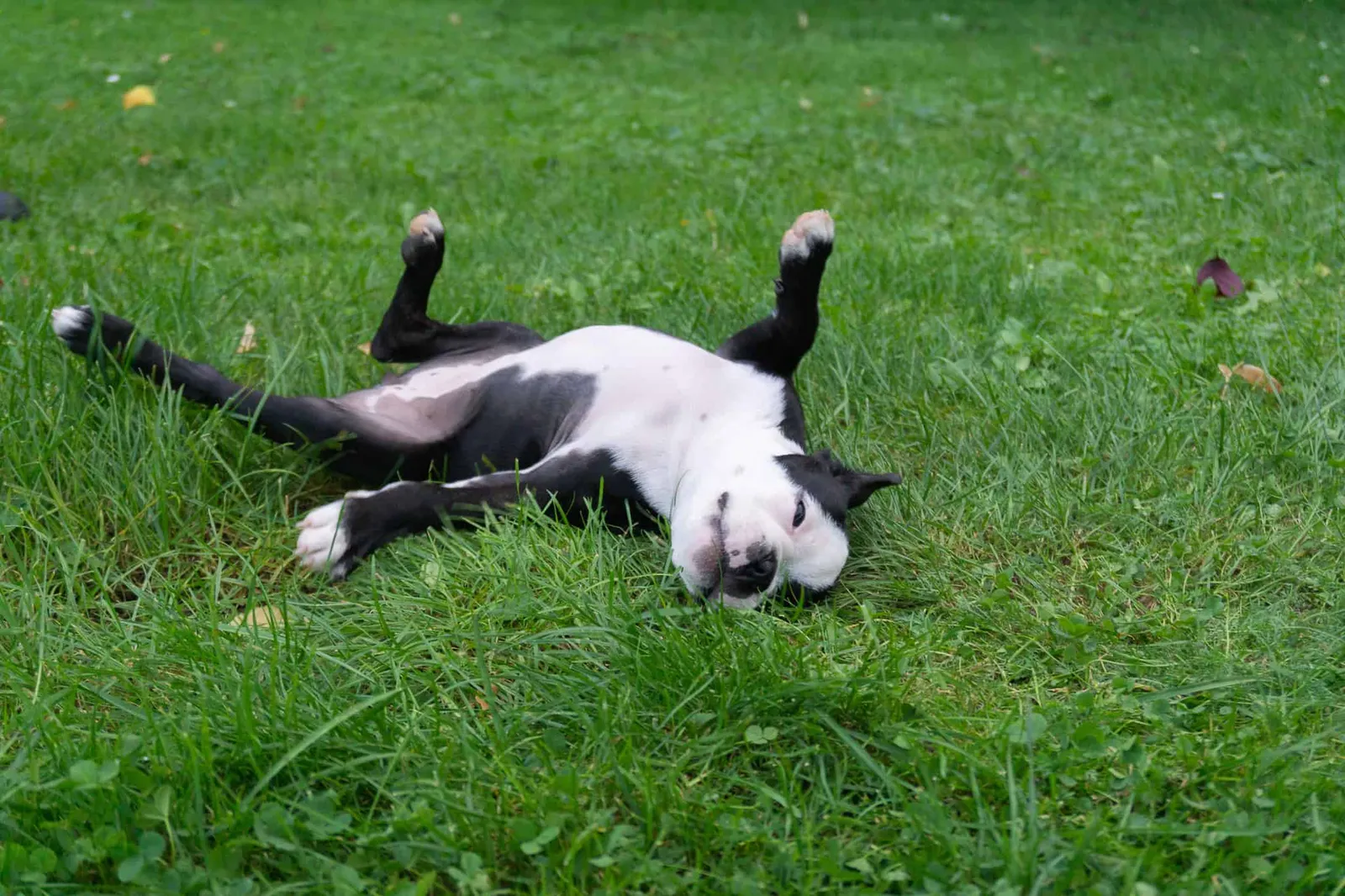 Boston Terrier Stubenreinheit