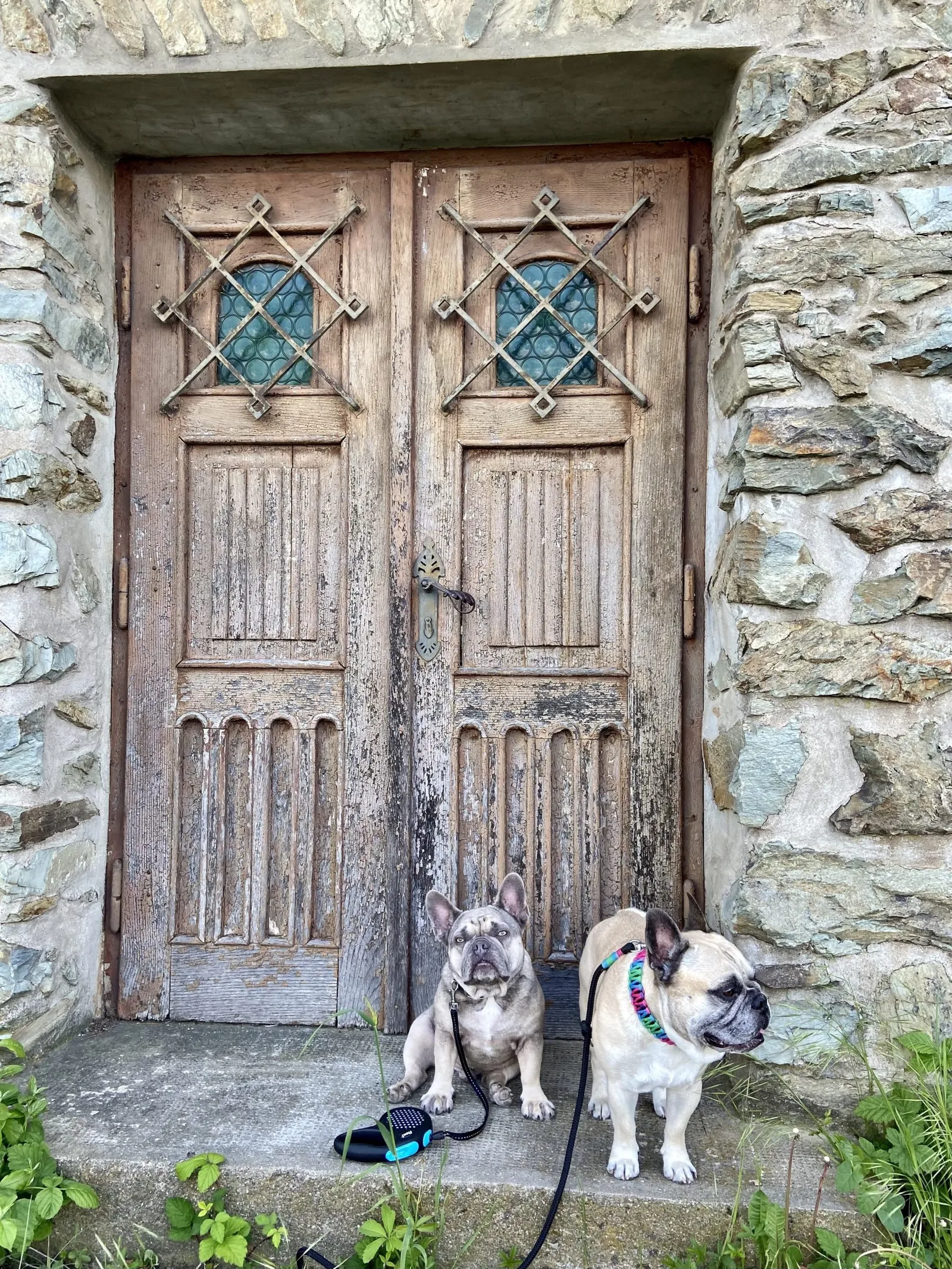 Archie und Murphy vor einer antiken Tür
