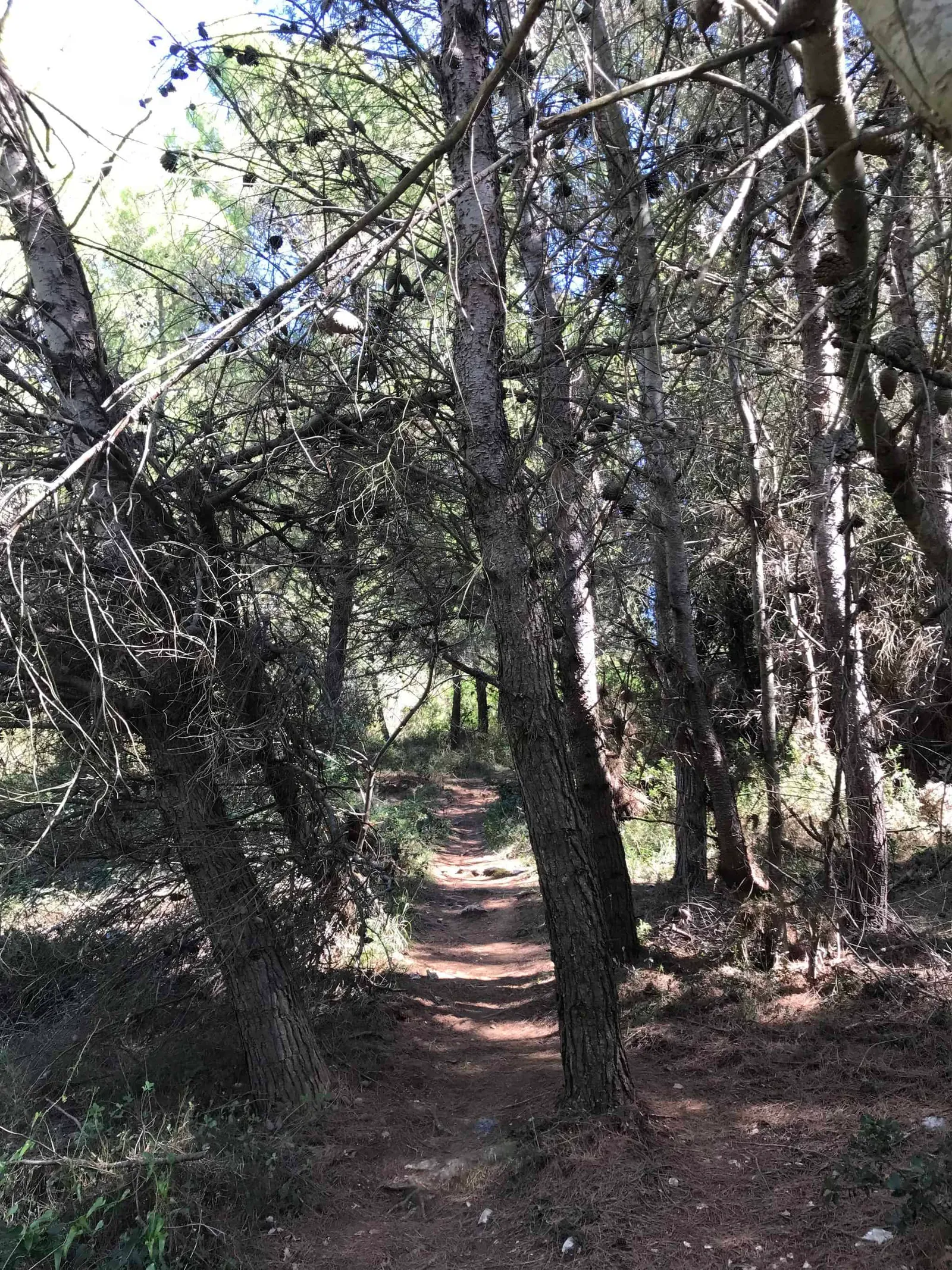 Urlaub Wandern Hund Kap Kamenjak Kroatien