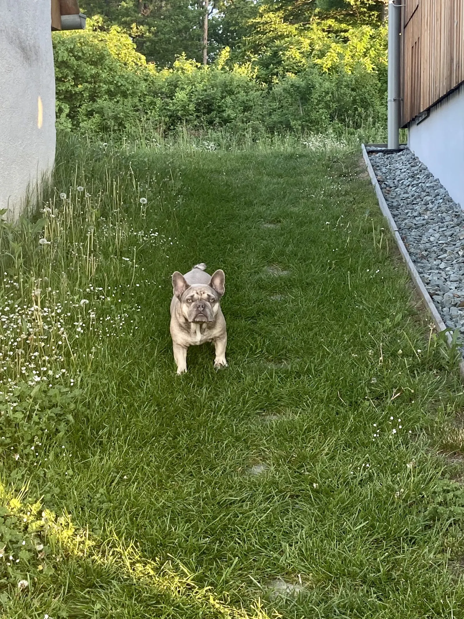 Archie am Weg zum Weinloft