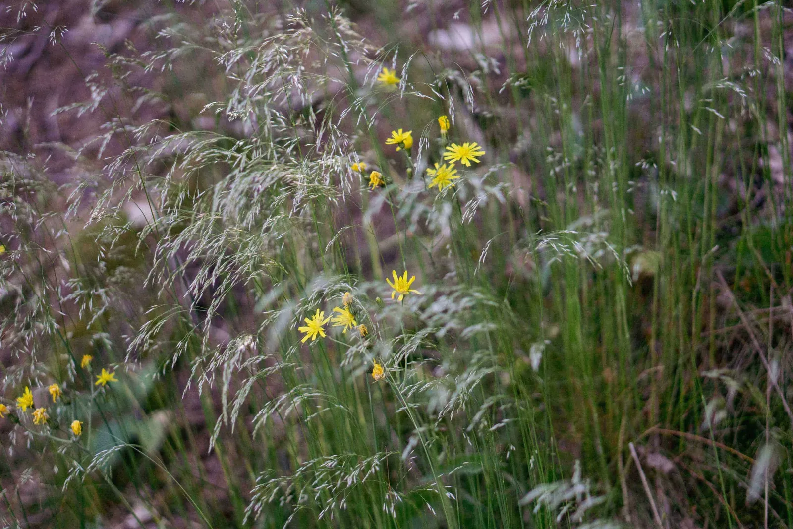 Gräser und gelbe Blumen
