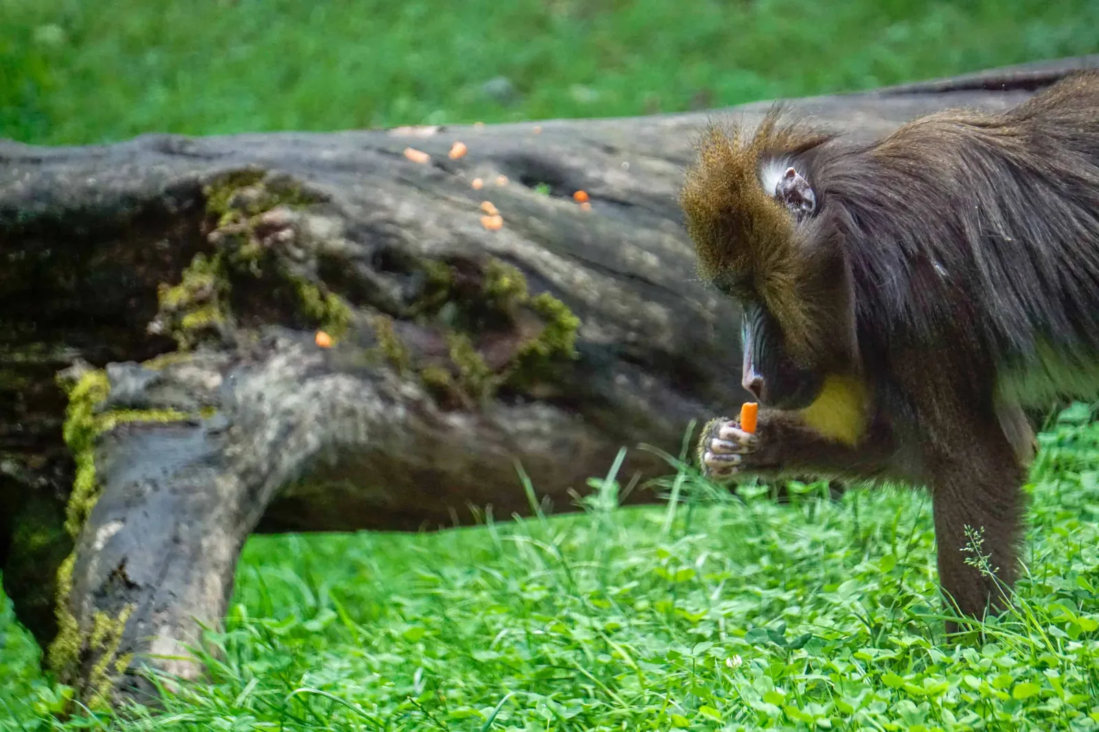 Ausflug Hund Tierpark Herberstein