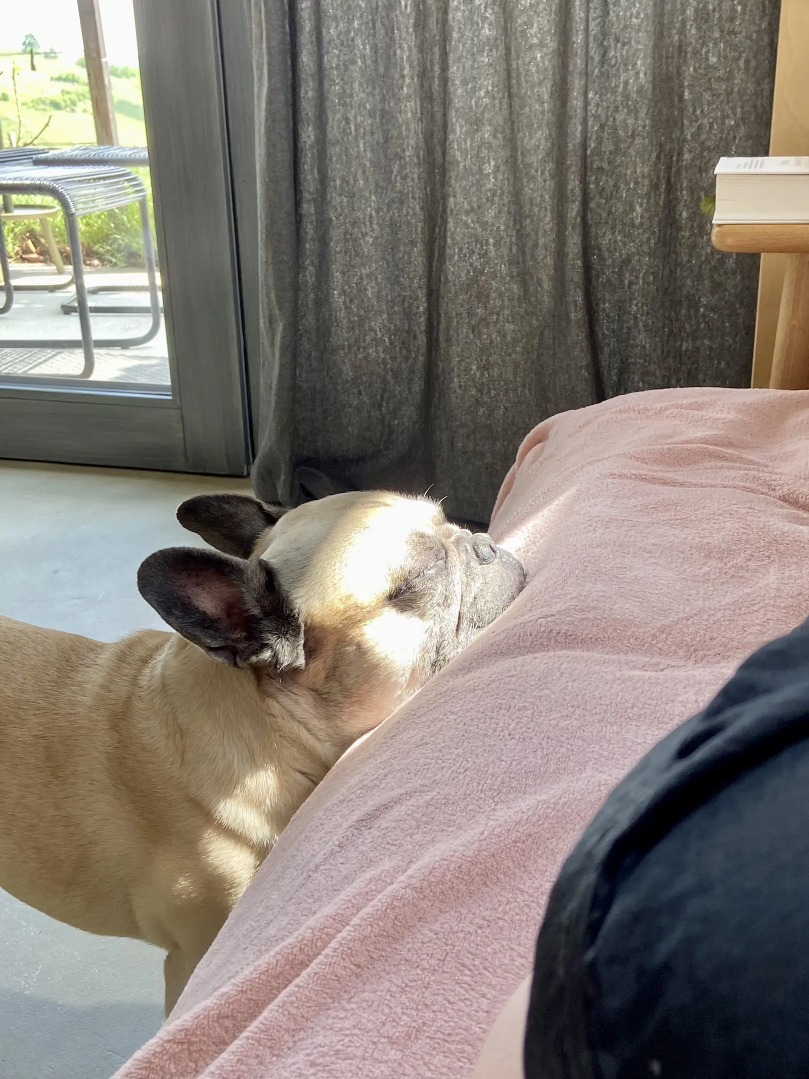 Murphy schläft im Stehen