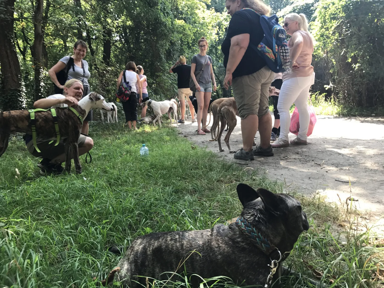 Spaziergang mit Hund in der Prater Hauptallee