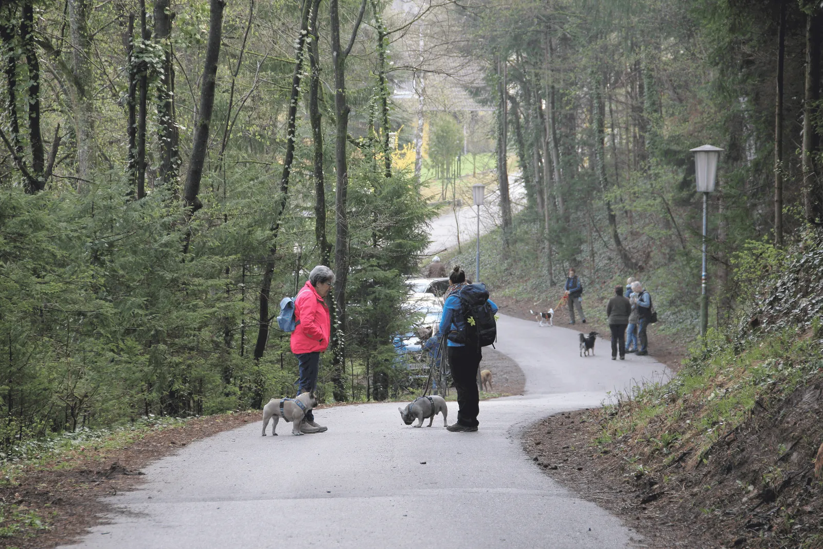 Kräuterwanderung mit Hund in Wöllersdorf-Steinabrückl