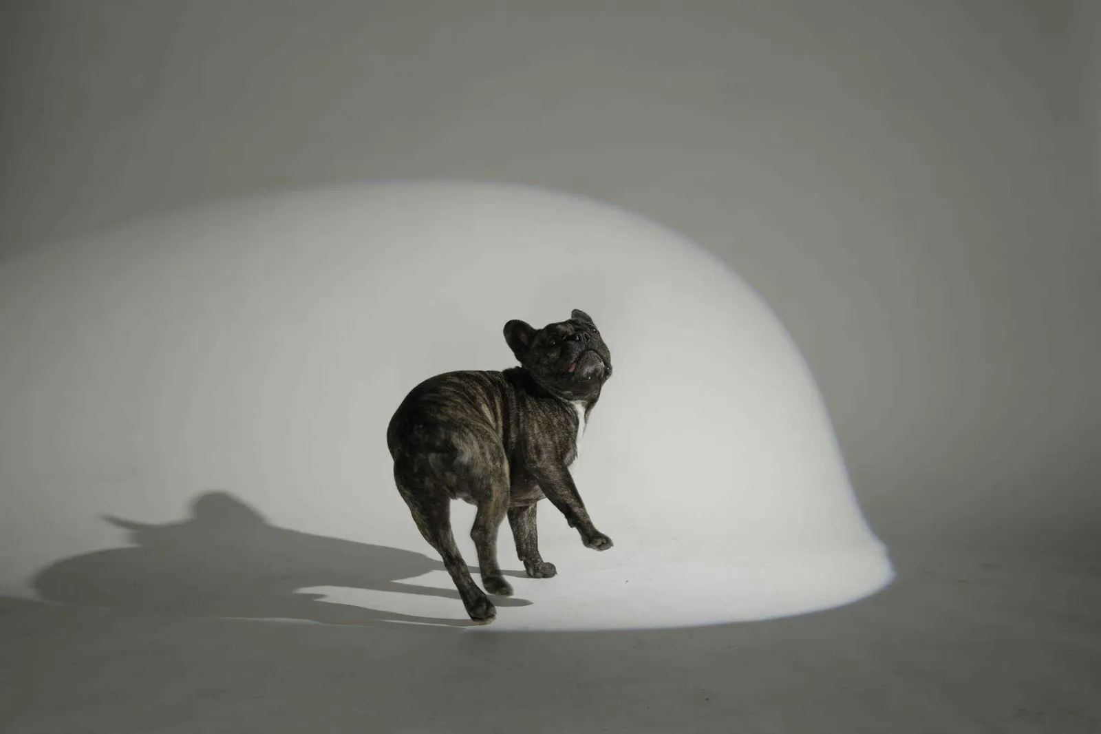Unser 1. tierisches Fotoshooting