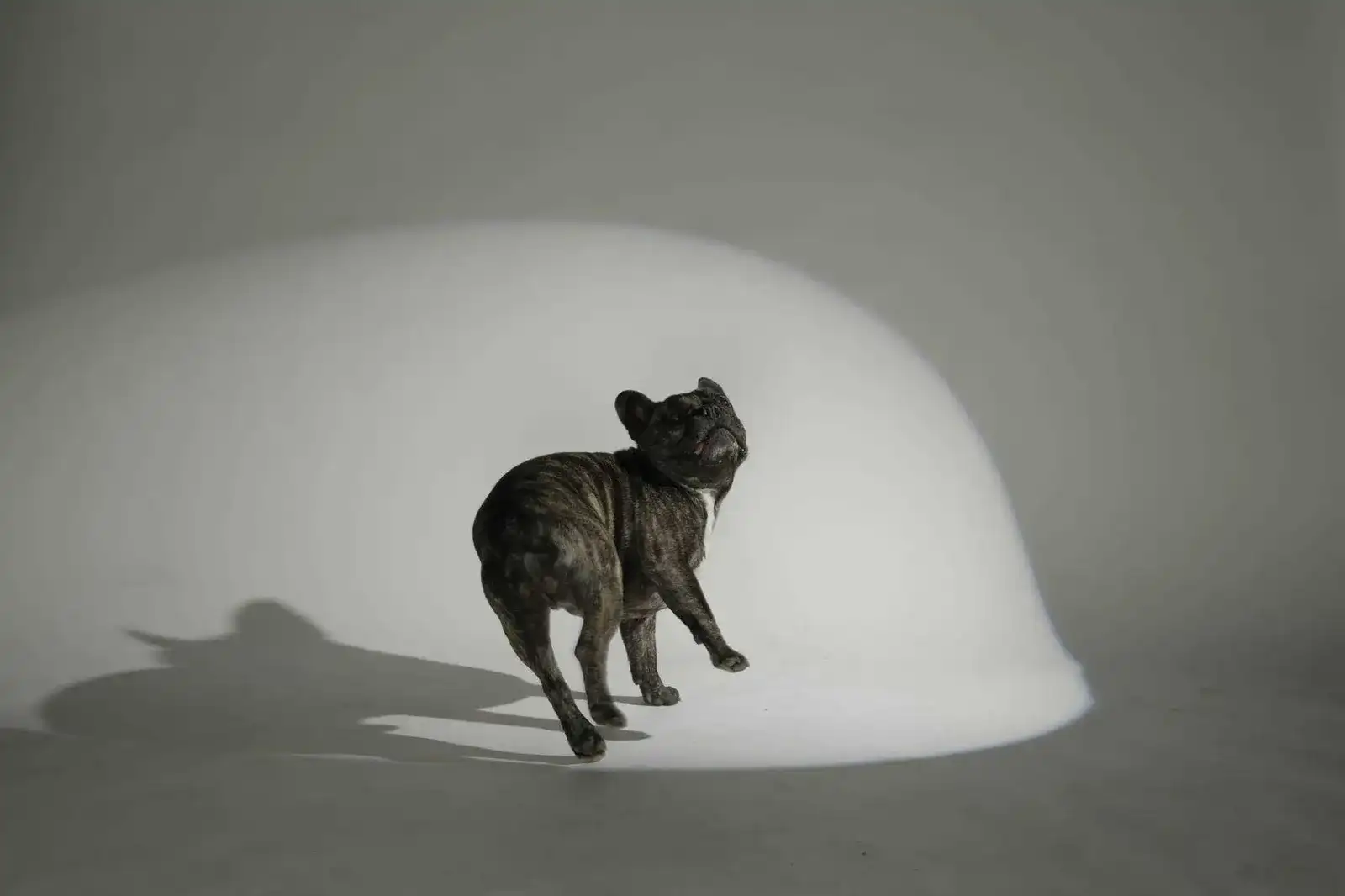 Unser 1. tierisches Fotoshooting