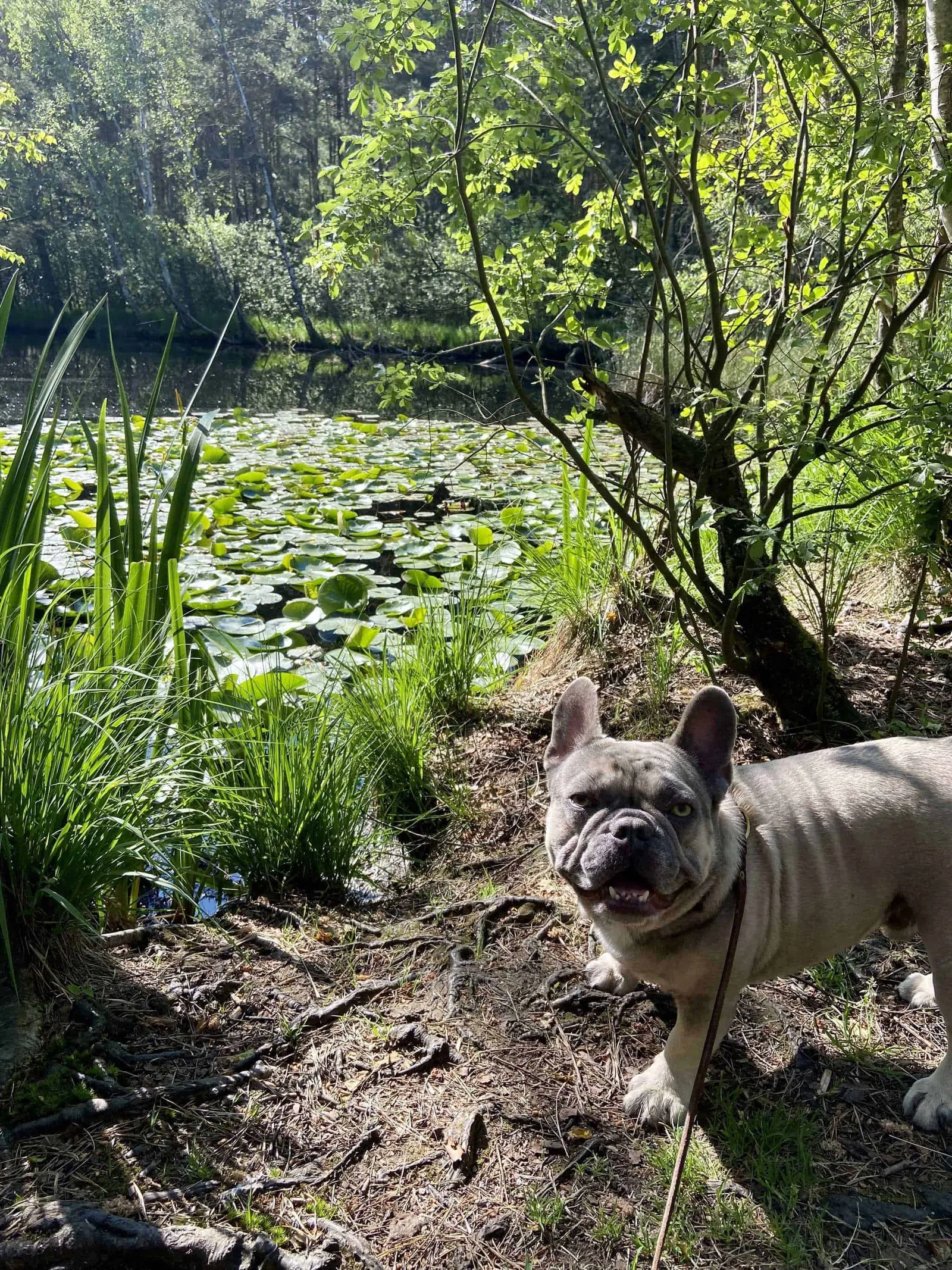 Archie vor dem Moorteich