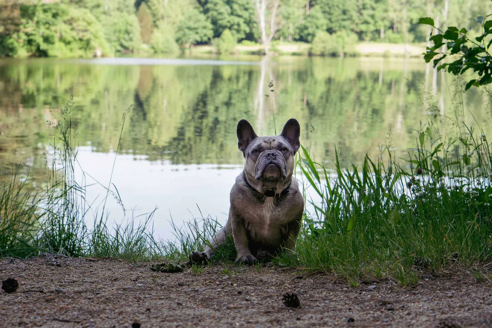Archie vor dem Herrensee