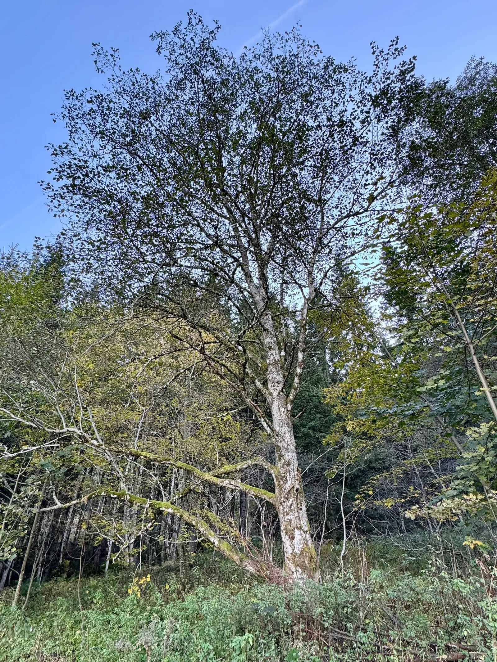 Großer Laubbaum mit lichten Ästen und herbstlichem Laub inmitten eines Waldes.