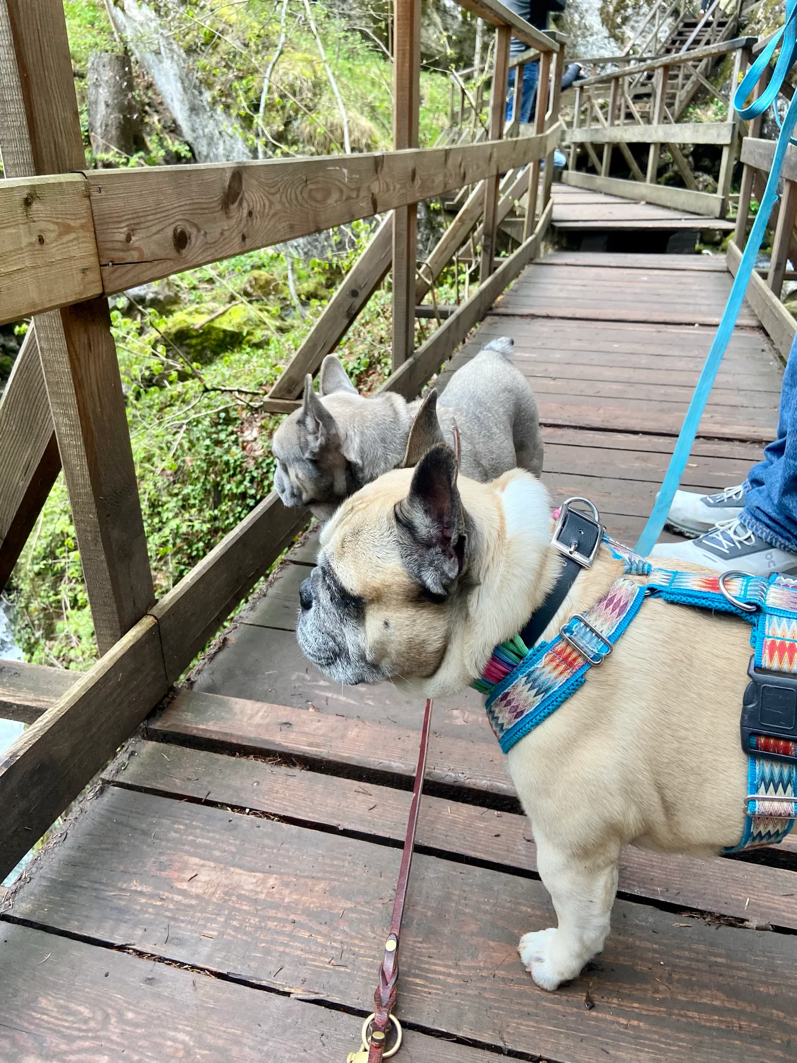 Murphy und Archie bei den Myrafällen