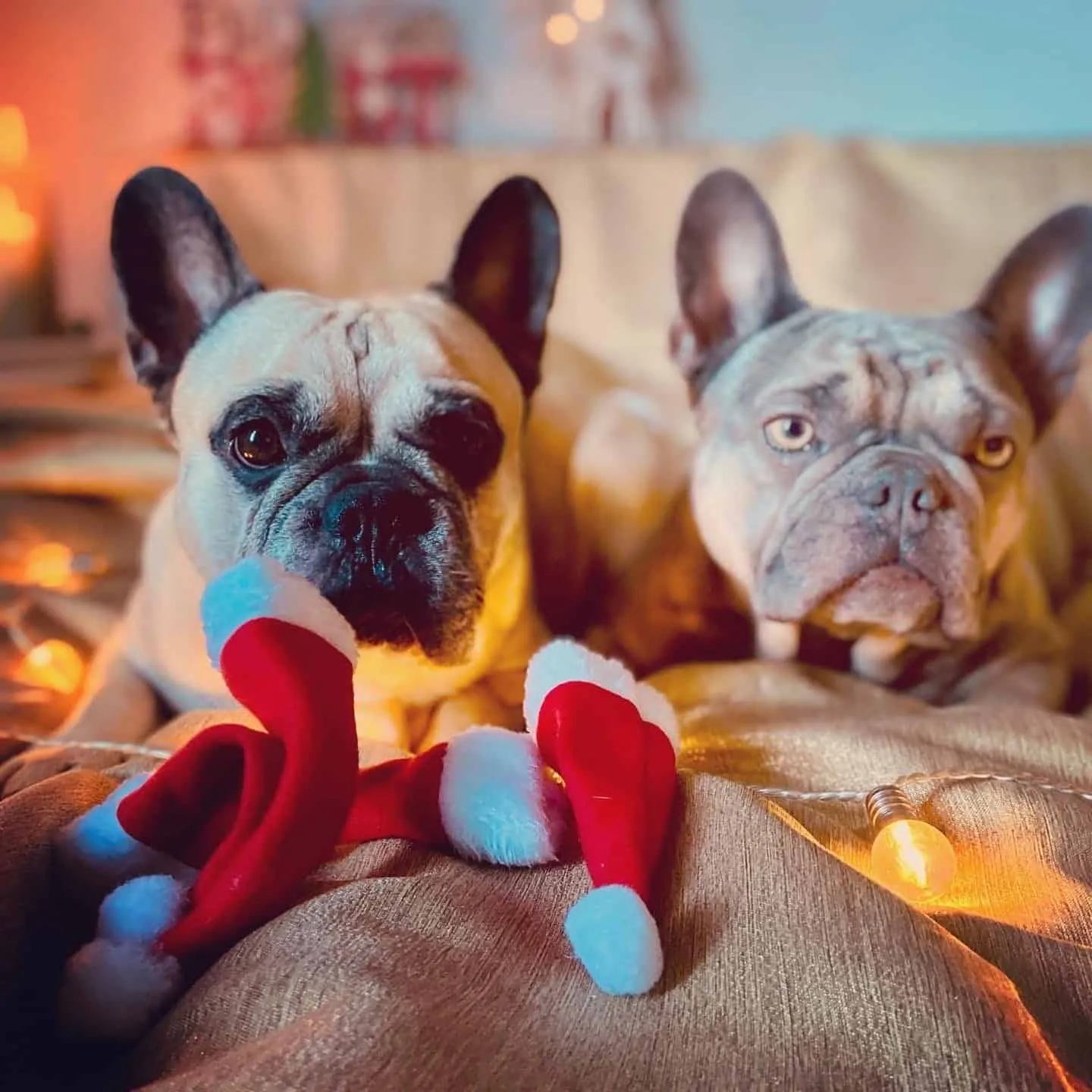 Weihnachtshund mit roter Mütze