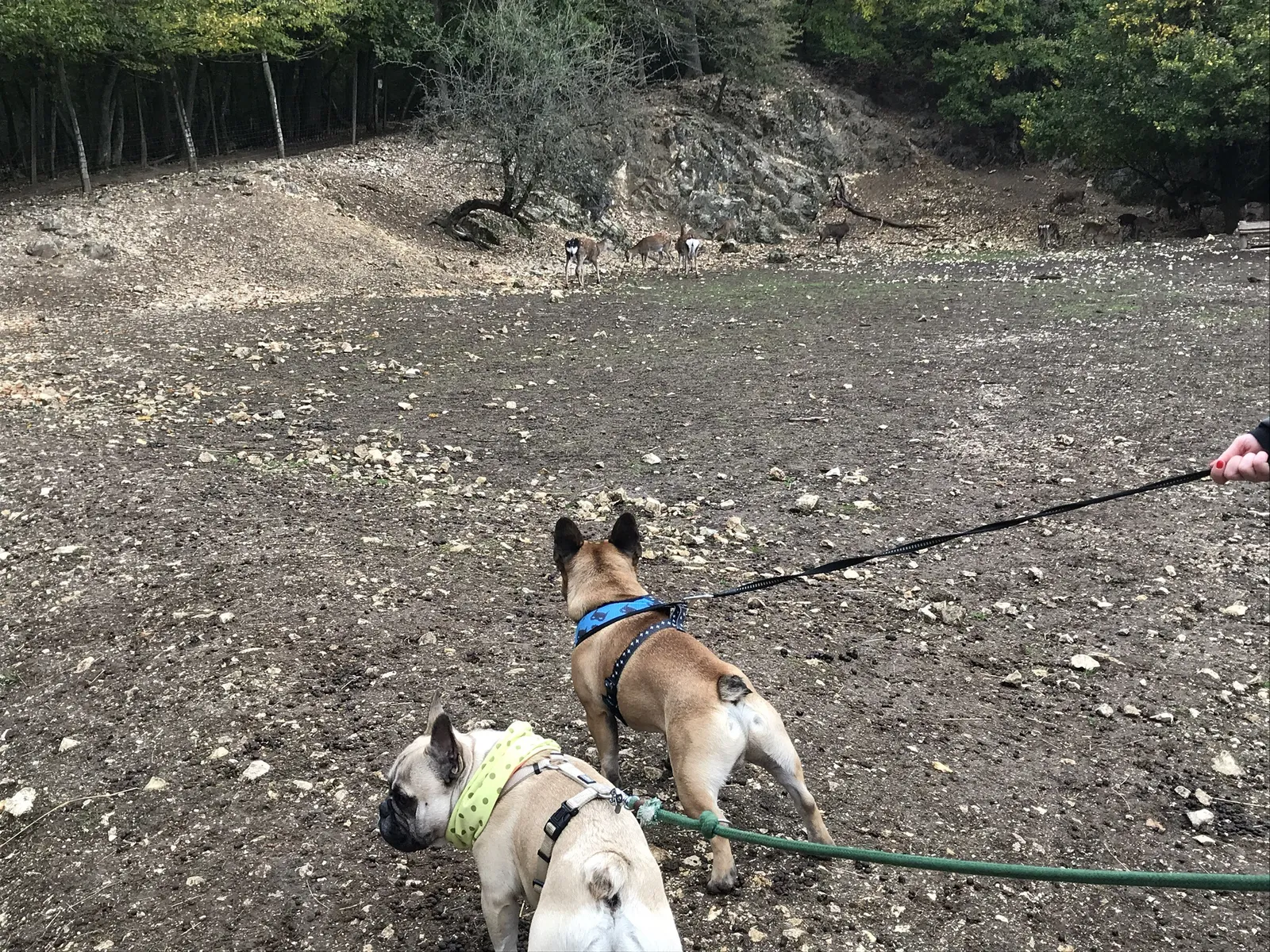 Ausflug mit Hund zu den Wölfen im Wildpark Ernstbrunn, NÖ