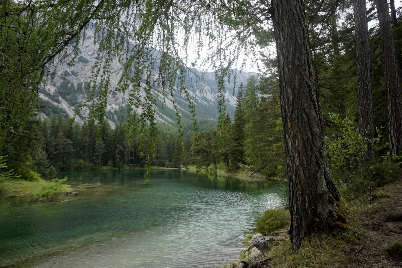 Grüner See Hundereise